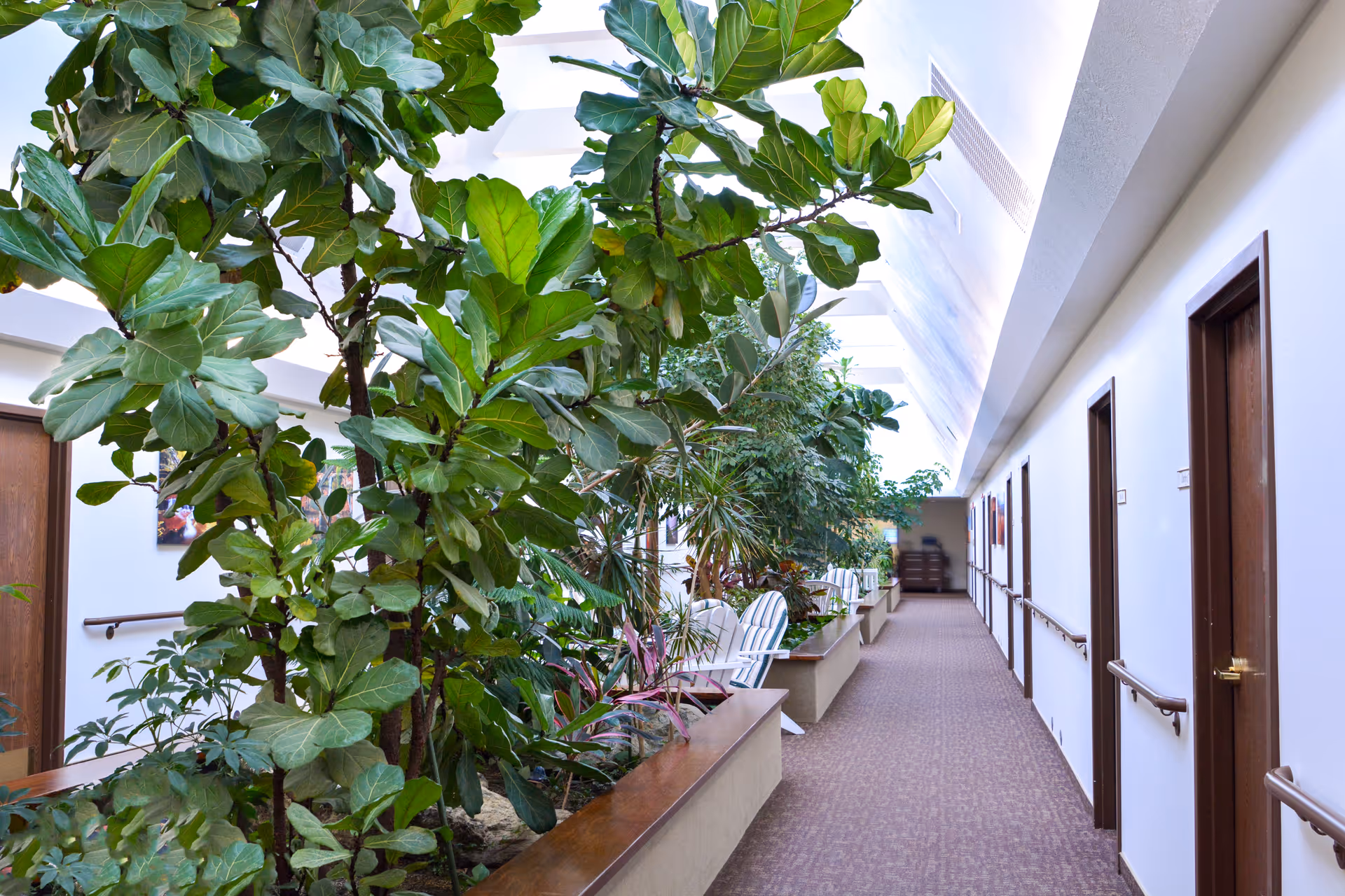 Indoor hallway in an assisted living facility with large green plants along one side and several wooden doors with handrails on the opposite side. The hallway is well-lit with natural light coming from skylights above, and there are white chairs placed near the plants.