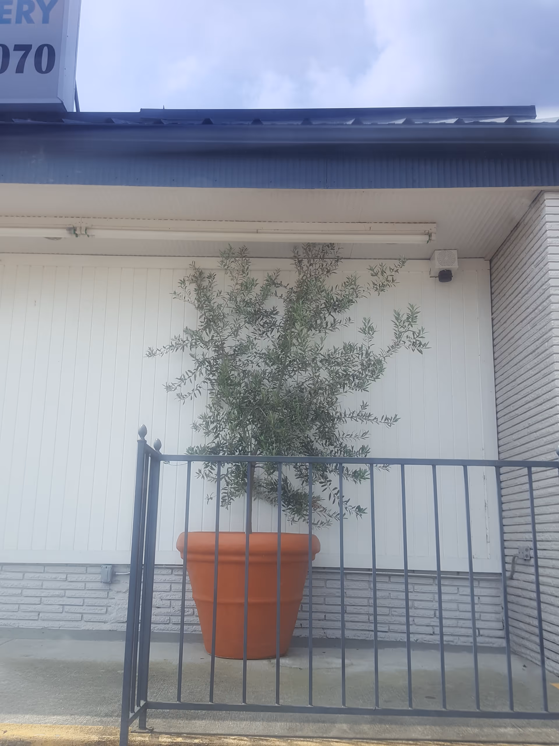 Large potted tree on a patio beside a white wall and railing.