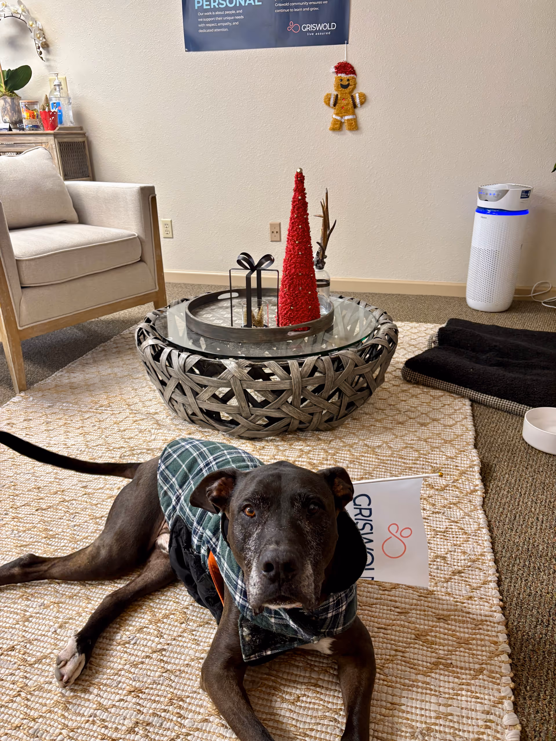 Gray dog in plaid coat lies on rug near glass coffee table and festive decor.