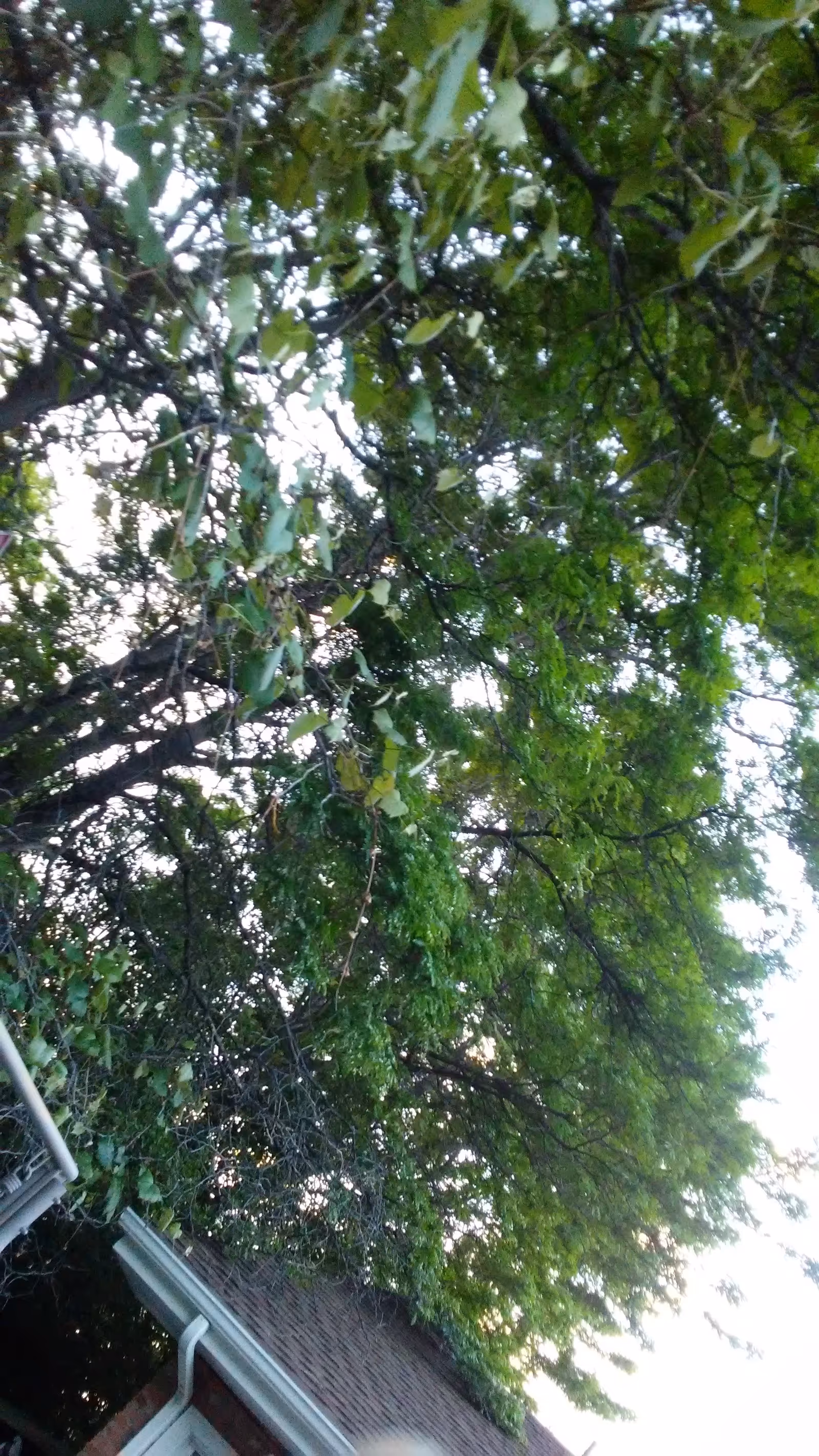 Green tree branches over a brick building with a gutter along the roof
