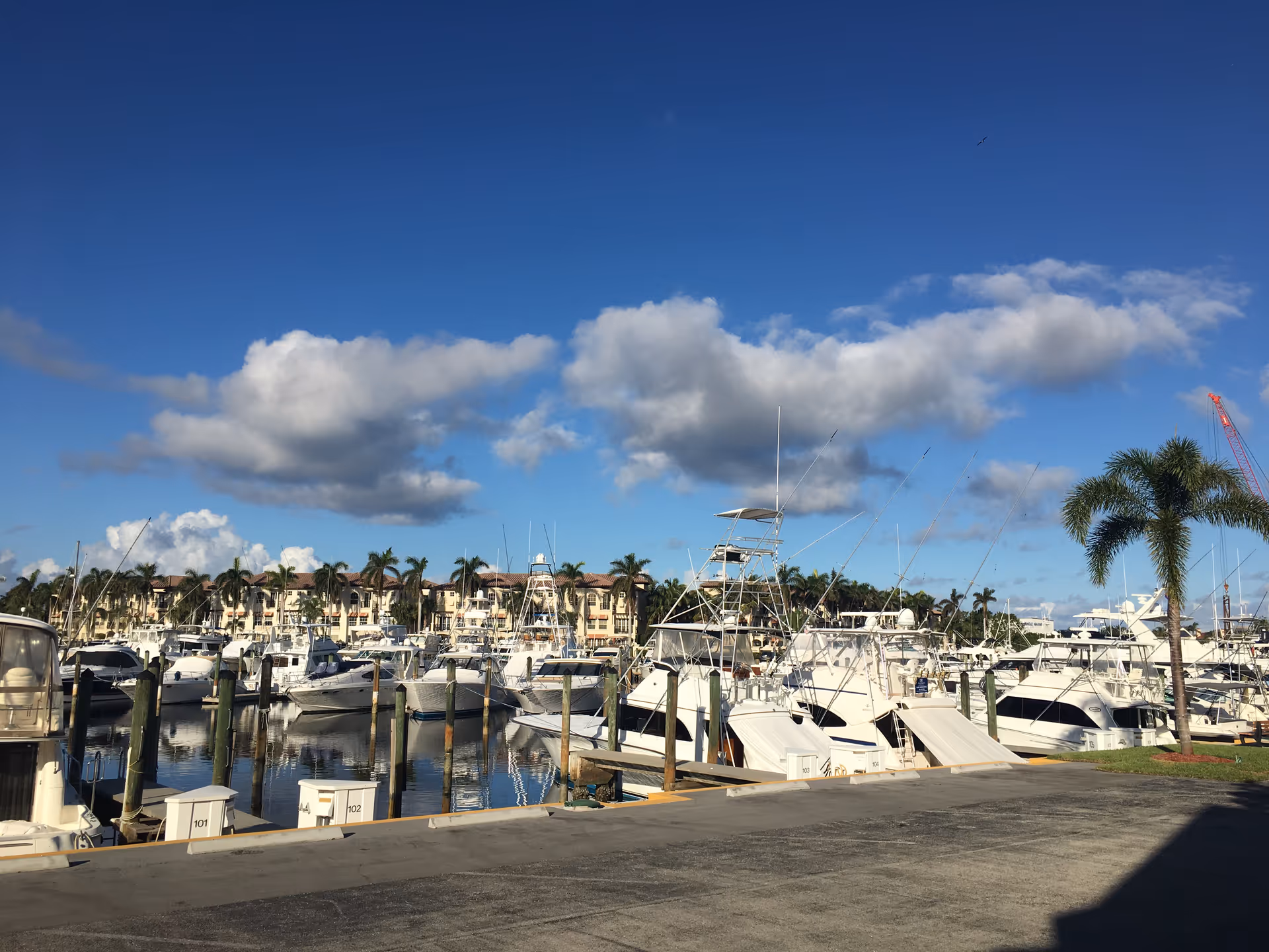 A marina with several white boats, calm water, and palm trees under a blue sky.