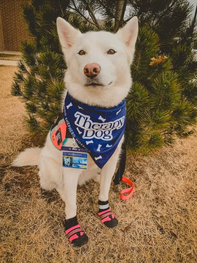 White therapy dog with blue bandana sits outdoors beside a pine tree.