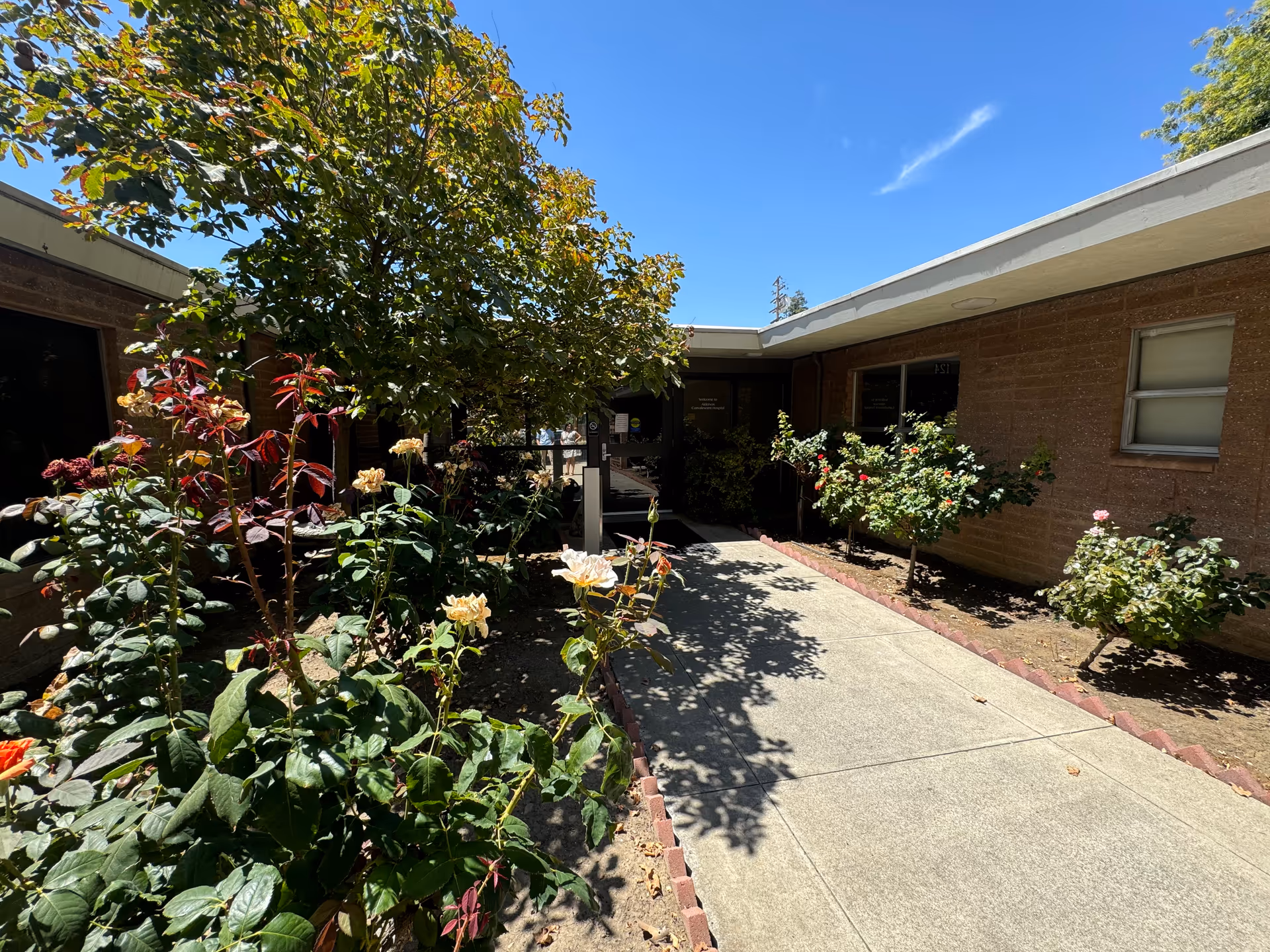 Sunny outdoor walkway lined with rose bushes leading to the Alderson Convalescent Hospital entrance.