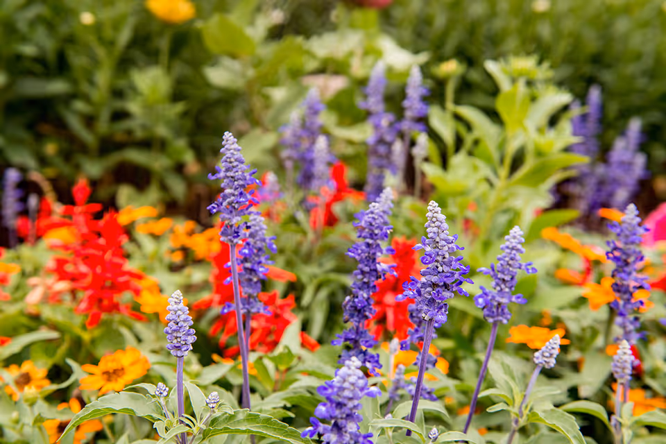 Vibrant purple, red, and orange flowers bloom in a lush outdoor garden.