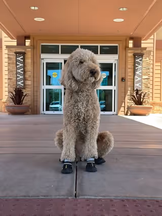A fluffy dog wearing shoes sits at the Griswold Home Care for Gilbert & Chandler entrance.