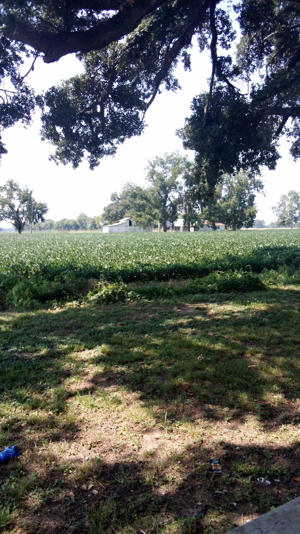 Tree-shaded grassy area with distant buildings and open fields.