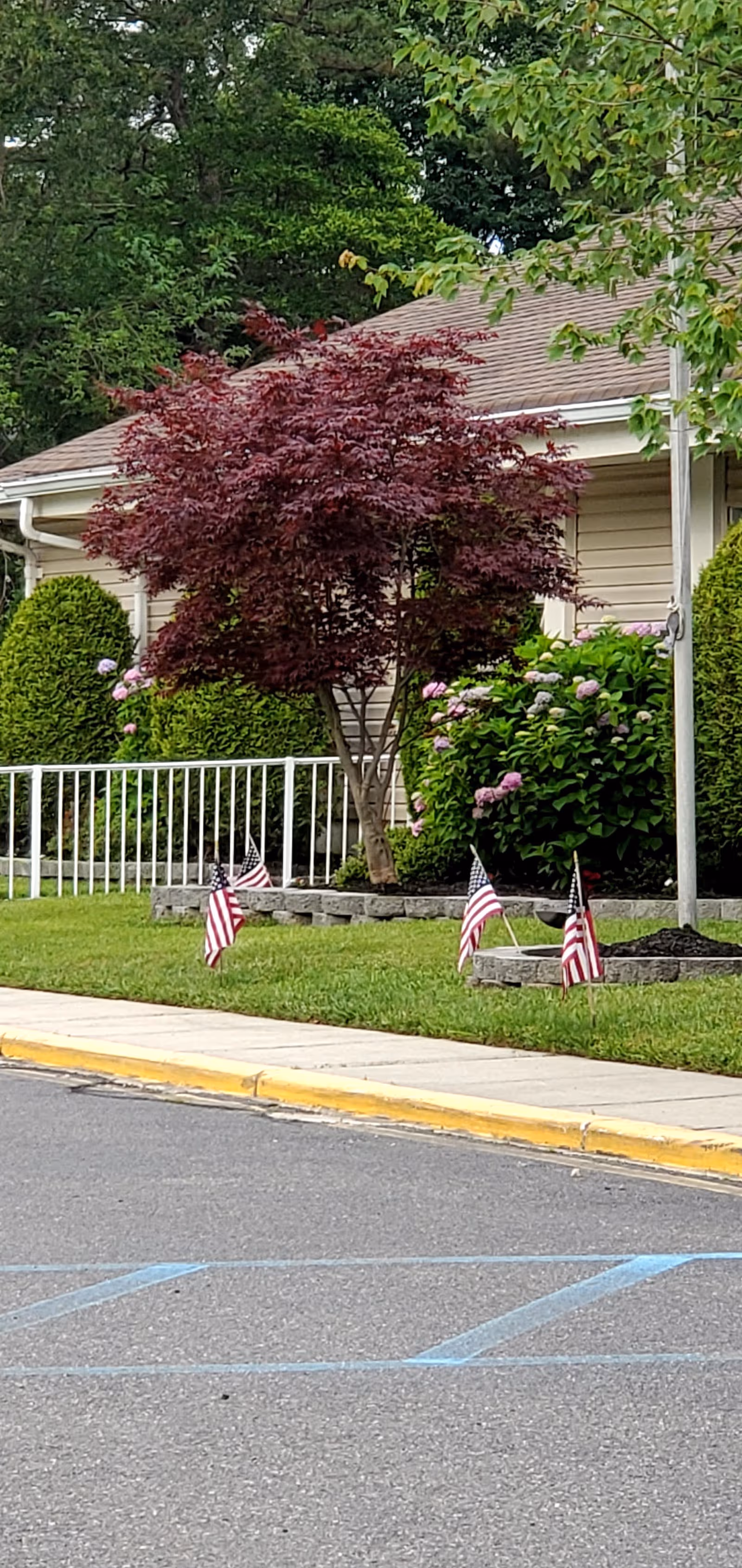 Residential building front with landscaped yard, red-leaf tree, hydrangeas, and small American flags.