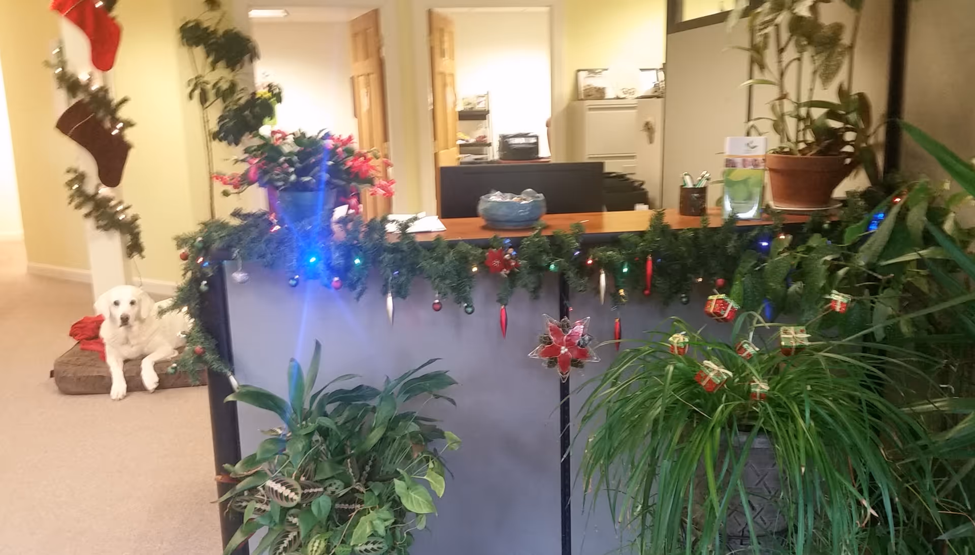 A white dog sits by festive garlands at a reception desk in a facility lobby.