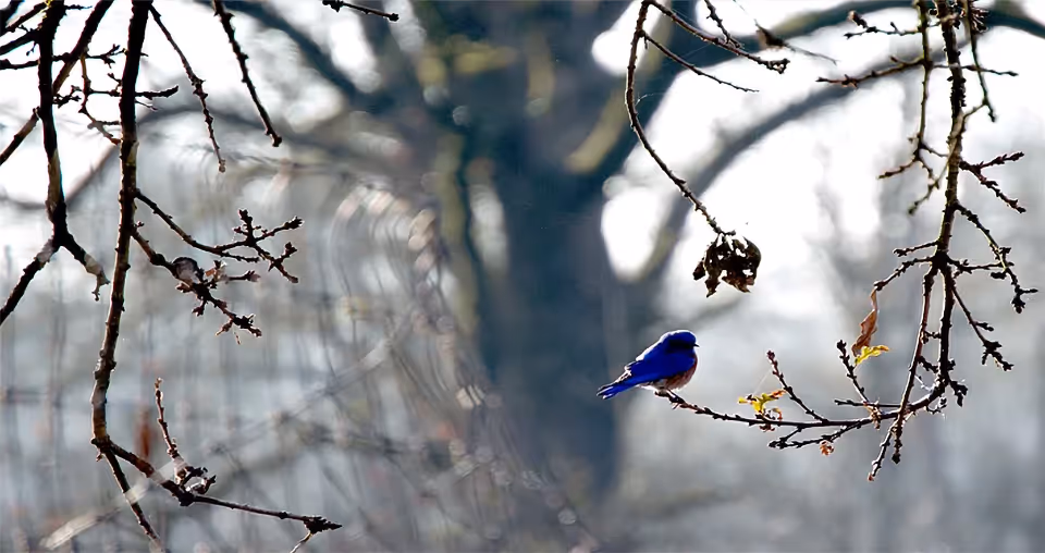 A small blue bird perched on a bare branch with a blurred wintry background.