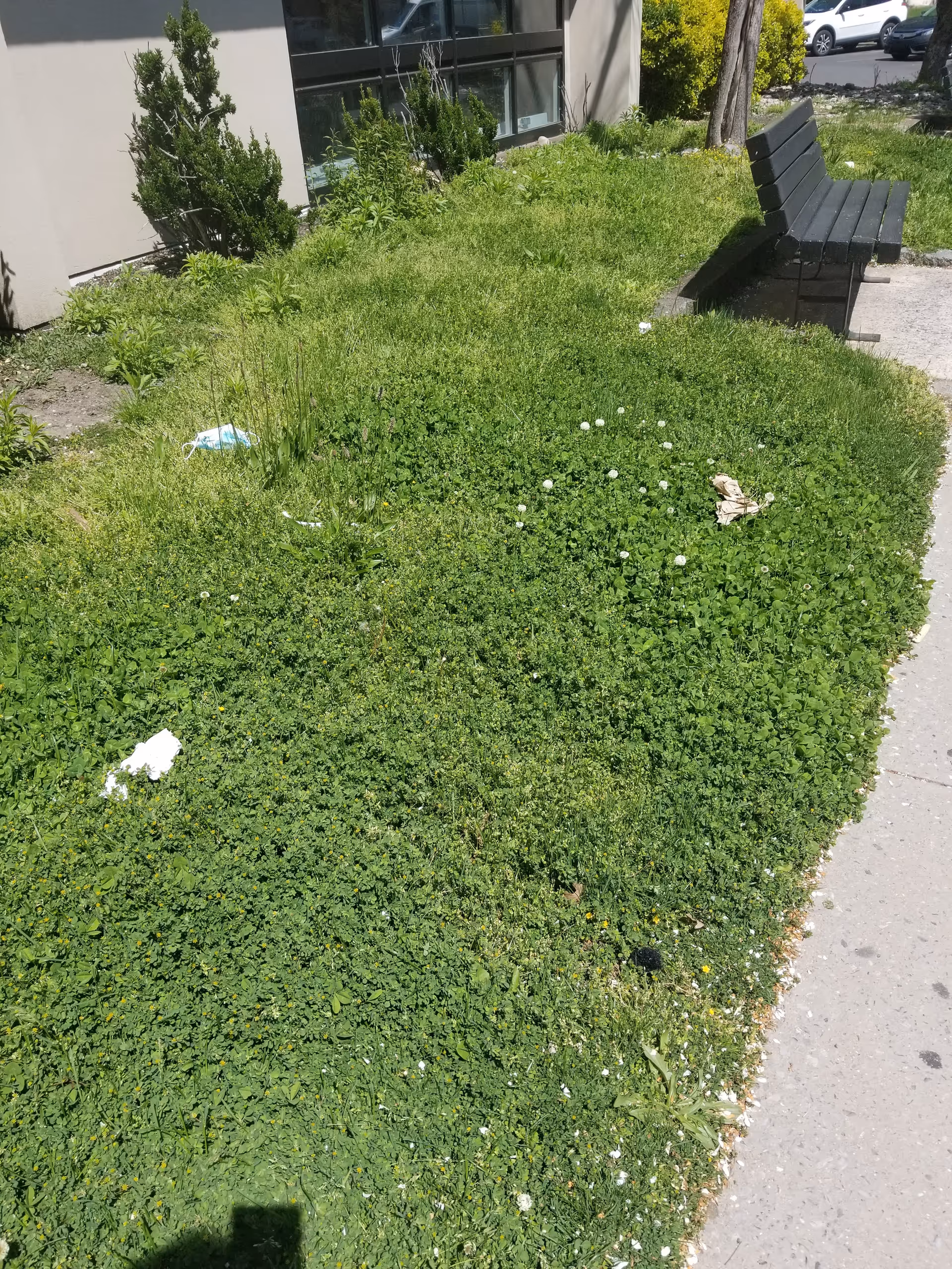 Overgrown grassy outdoor area beside a building with a bench and sidewalk.