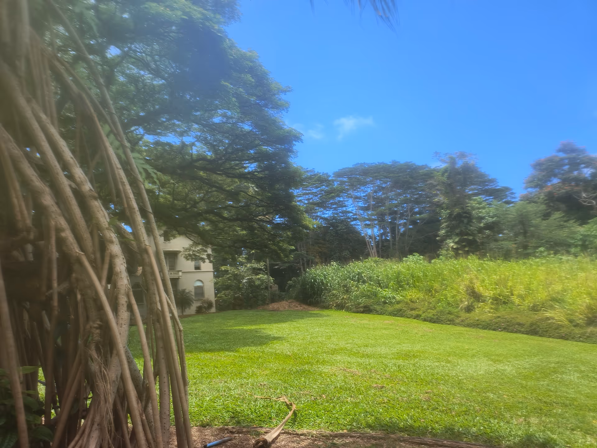 Lush outdoor courtyard with green lawn, large trees, and a building in the background.