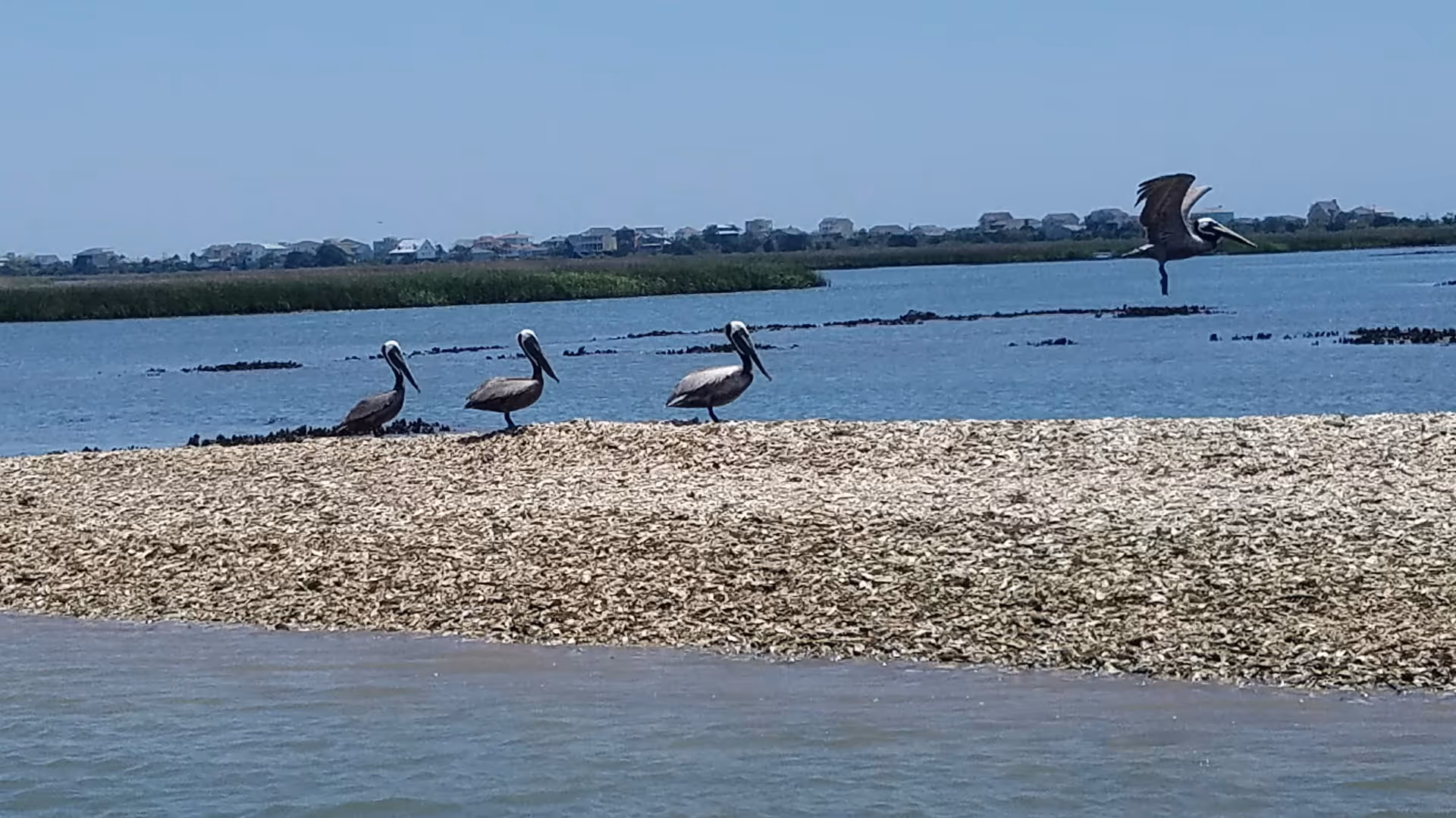 Seabirds, including pelicans, stand on a rocky shoreline with water and distant houses.