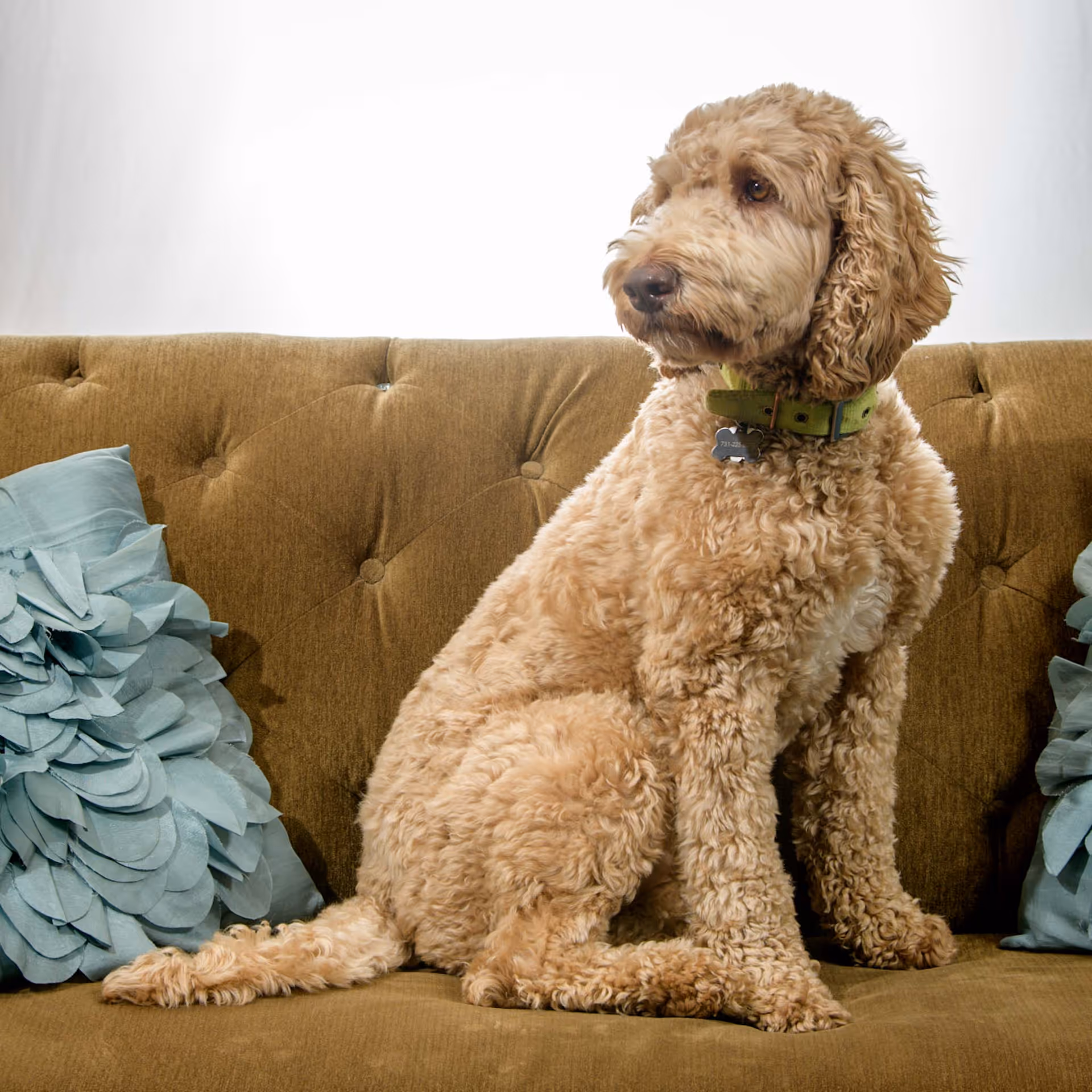 A curly-haired light brown dog wearing a green collar sitting on a brown tufted sofa with two blue decorative pillows on either side.