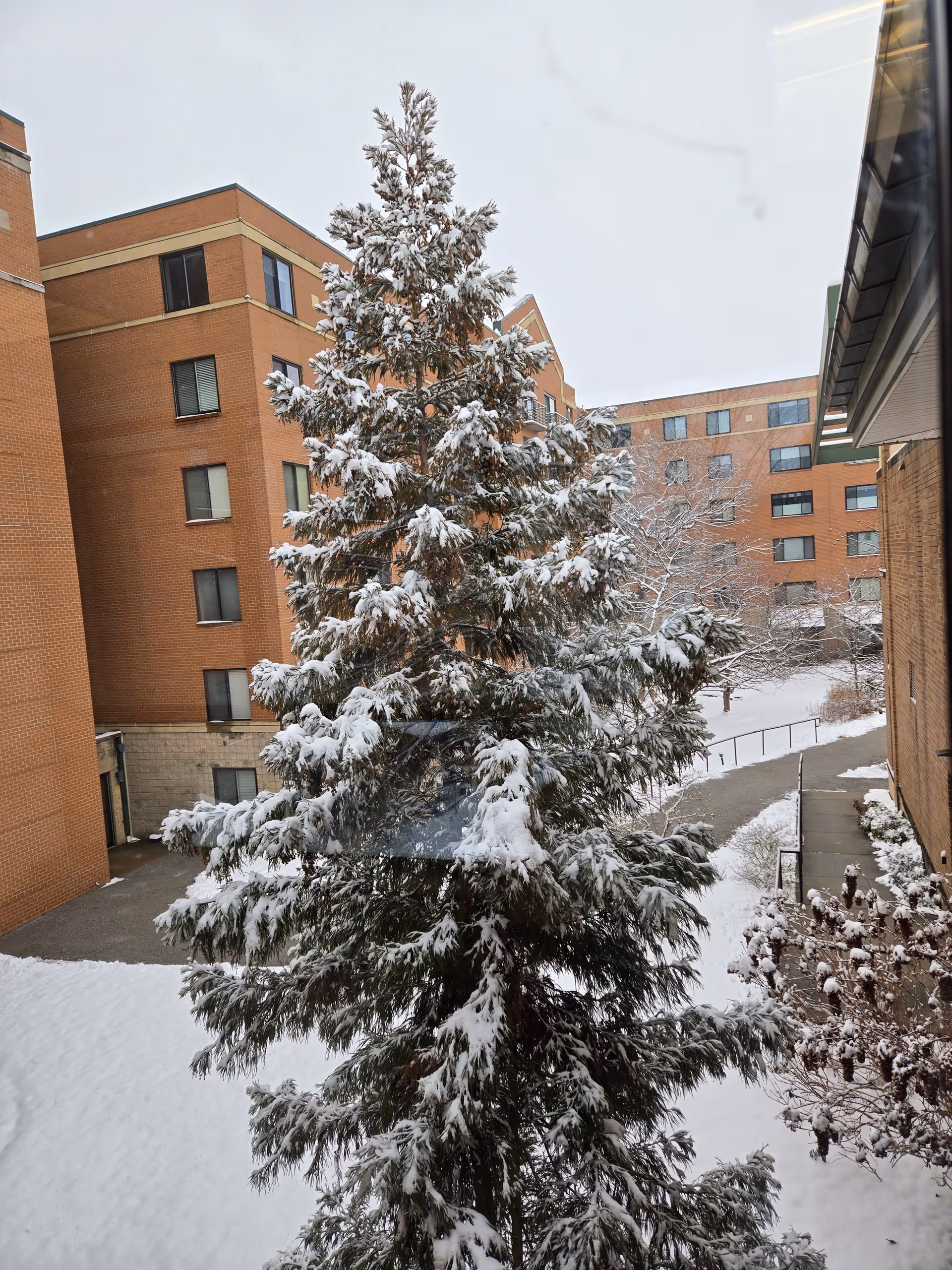 Snowy courtyard between brick Charlestown buildings with a tall snow-covered evergreen tree.