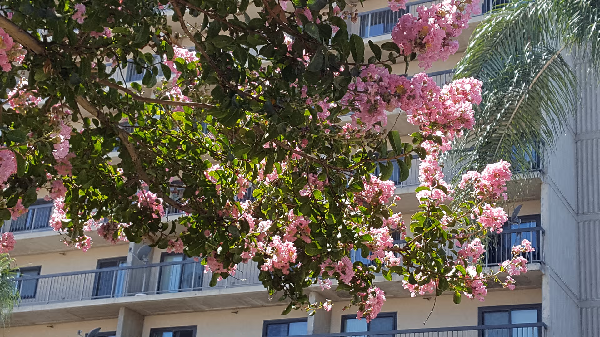 Pink flowering blossoms hang over a senior living facility's building facade.