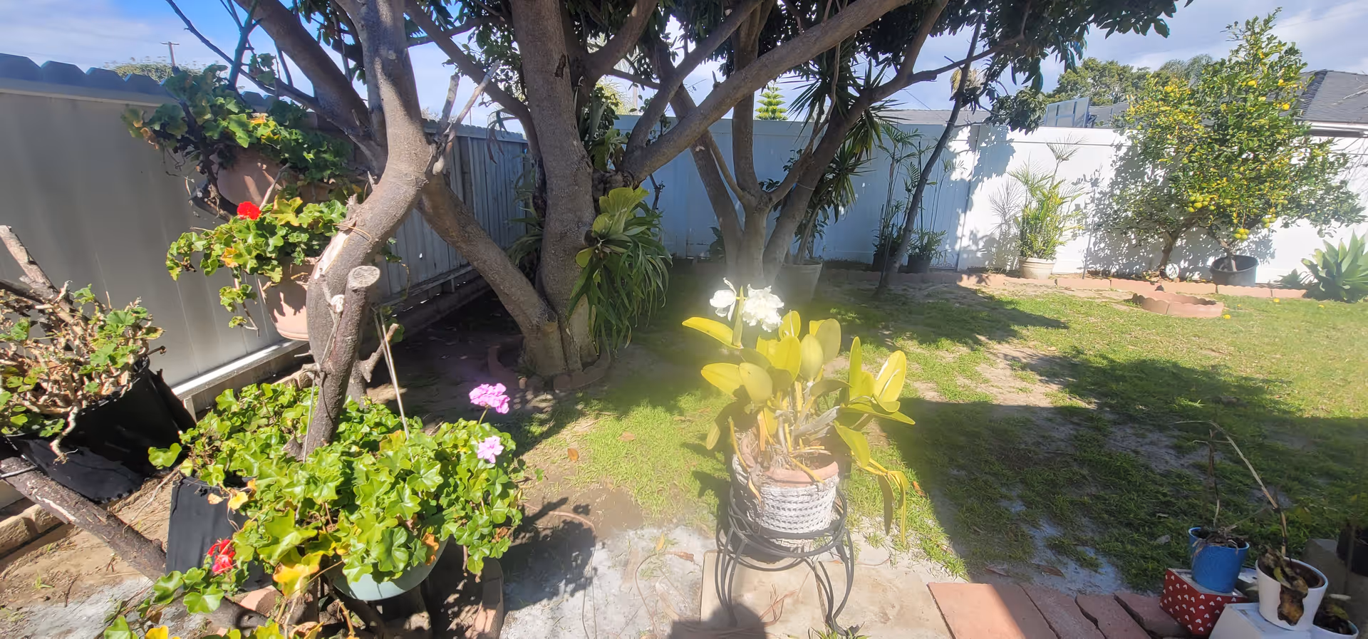 Fenced backyard with trees, potted plants, and a wooden deck.