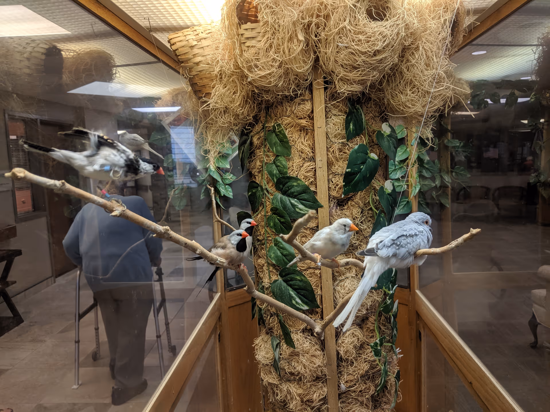 Birds perched on branches inside a glass enclosure with straw nests and plants.