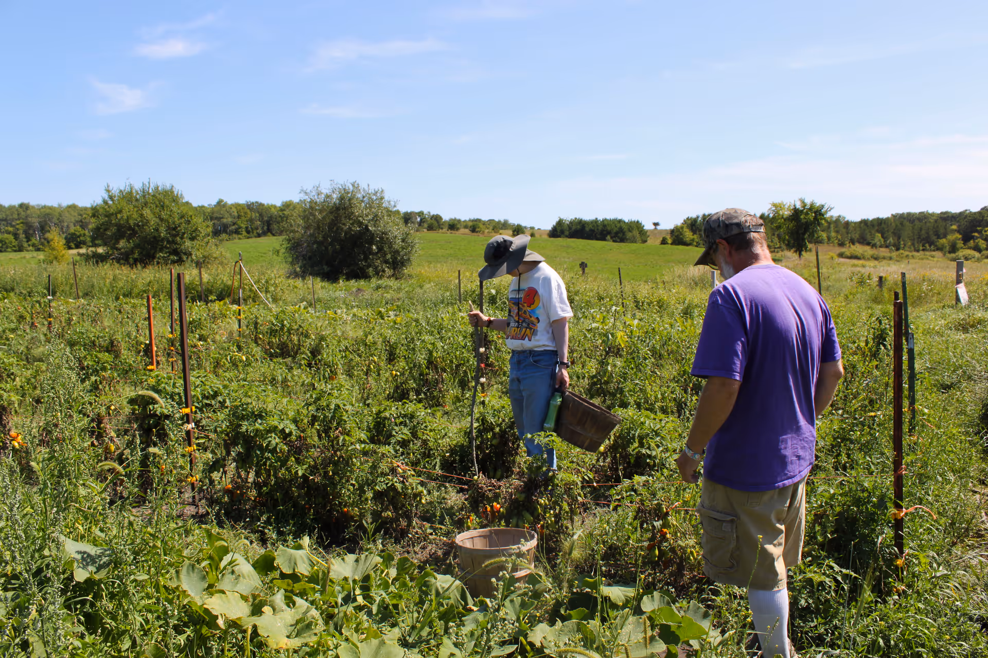 Two older adults garden in a sunny field with stakes, plants, and baskets.