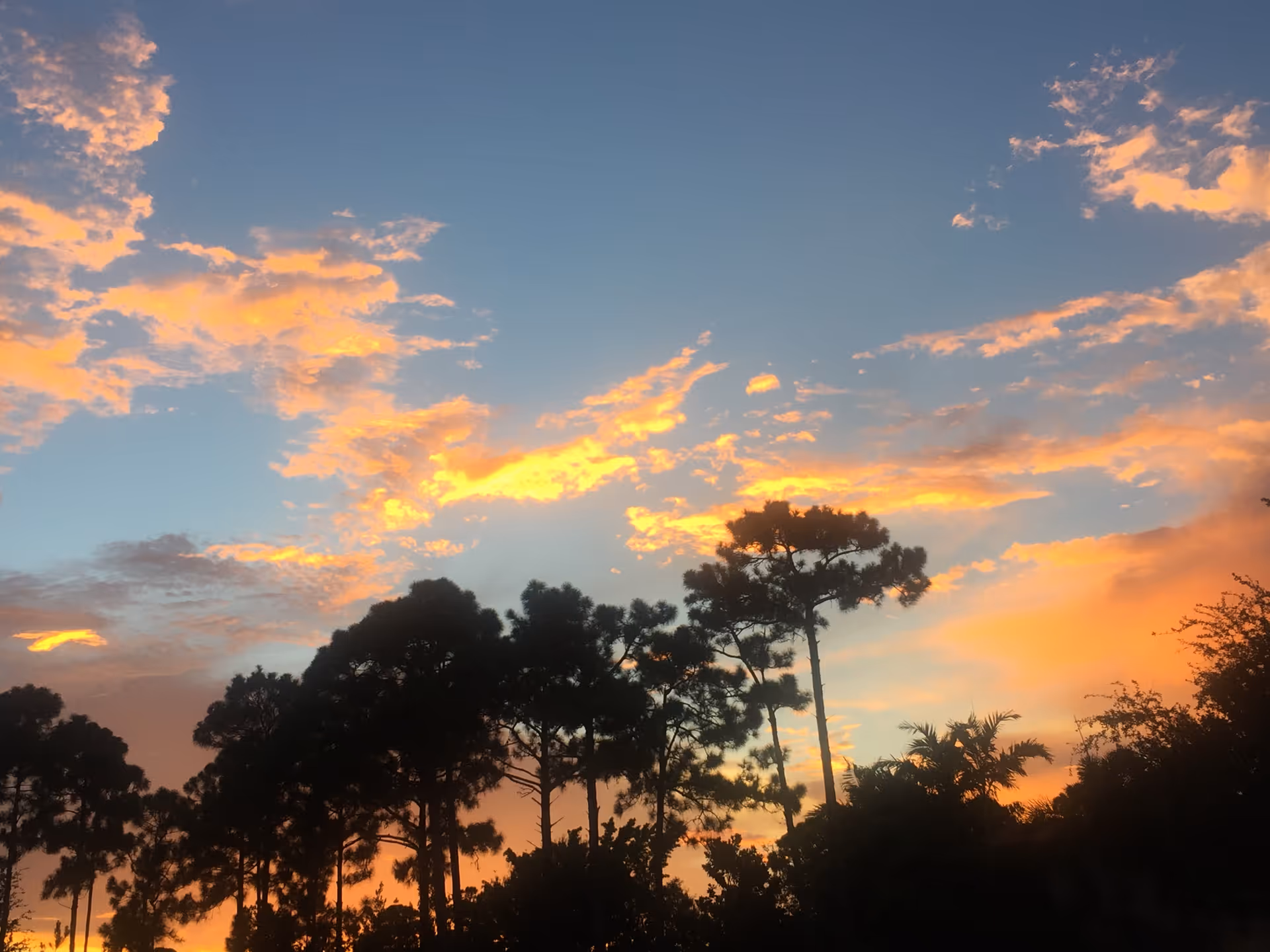 Sunset sky with silhouetted trees along the horizon at golden hour.