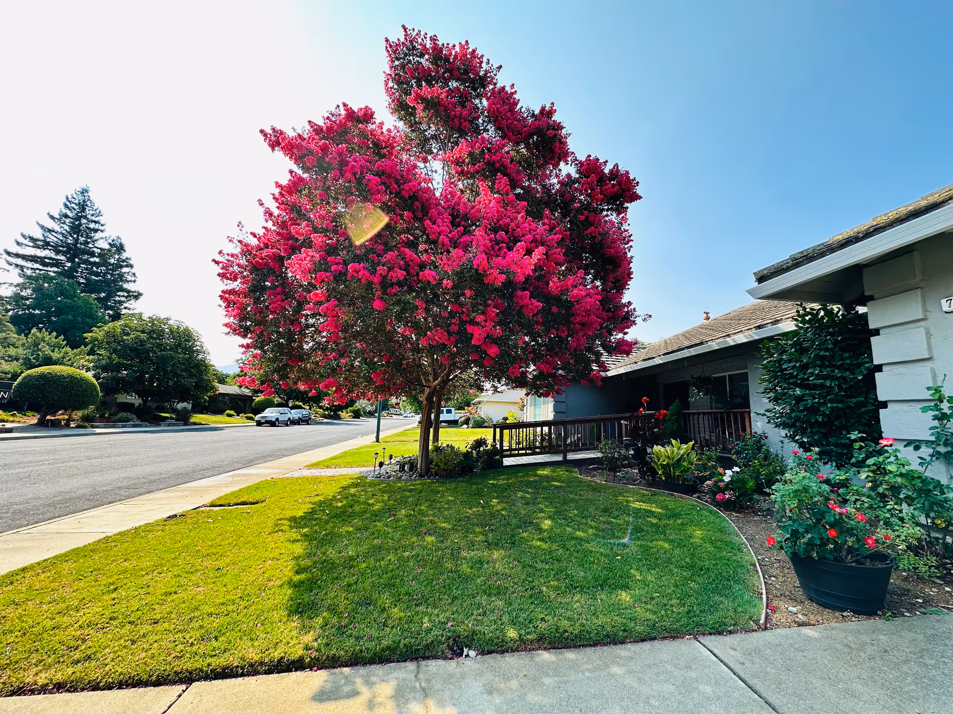 A pink flowering tree in front of a single-story senior living facility with a green lawn.