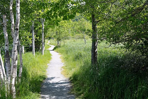 A sunlit gravel path winds through a grassy, tree-lined outdoor area.