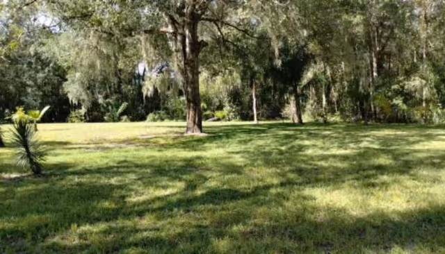 Sunlit grassy lawn with scattered trees in a tranquil outdoor area.