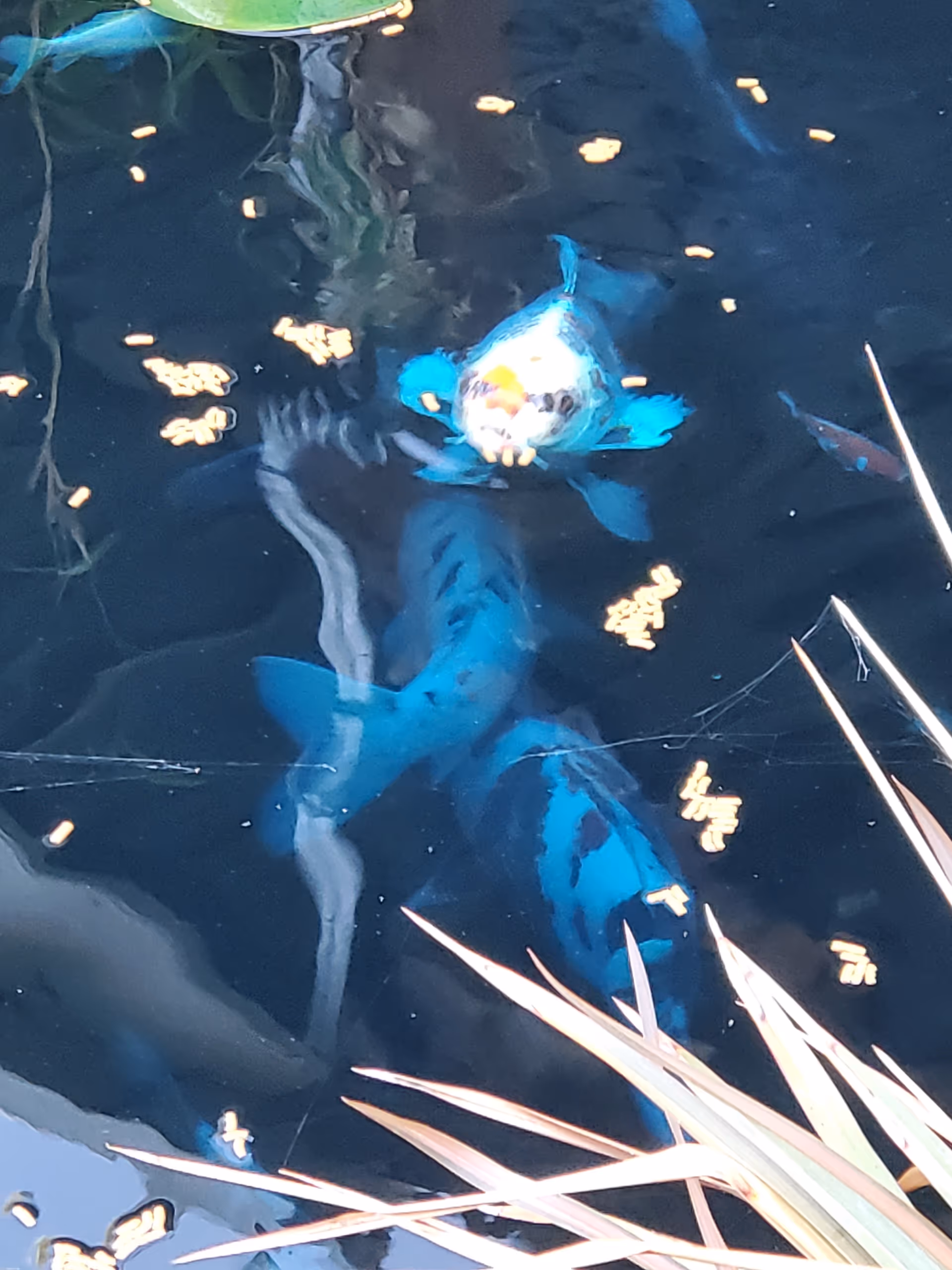 Blue koi fish swim in a dark pond surrounded by leaves and aquatic plants.