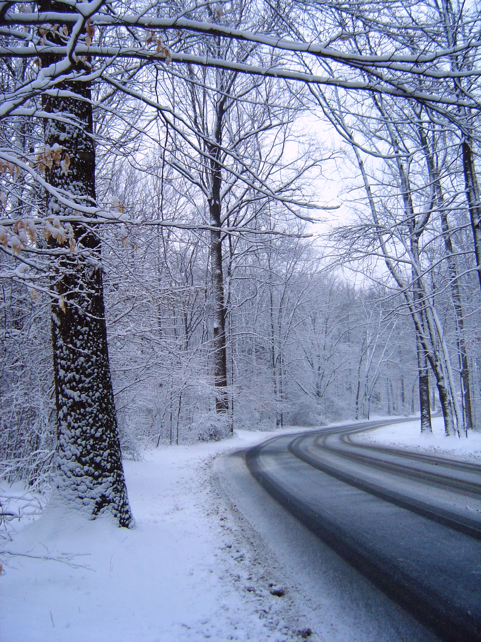 Snow blankets a winding forest road lined with bare trees.