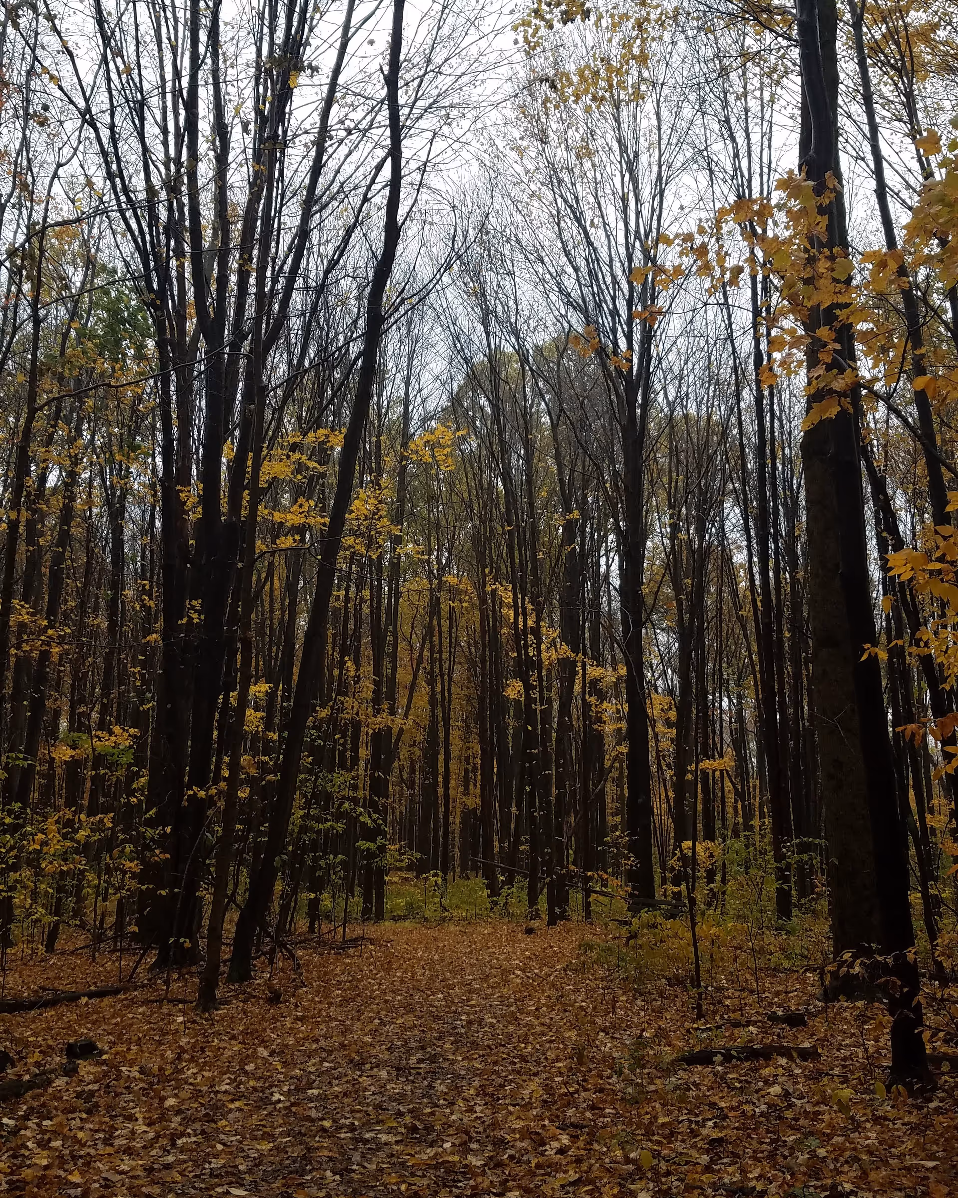 Leaf-strewn forest path lined with tall trees in autumn.