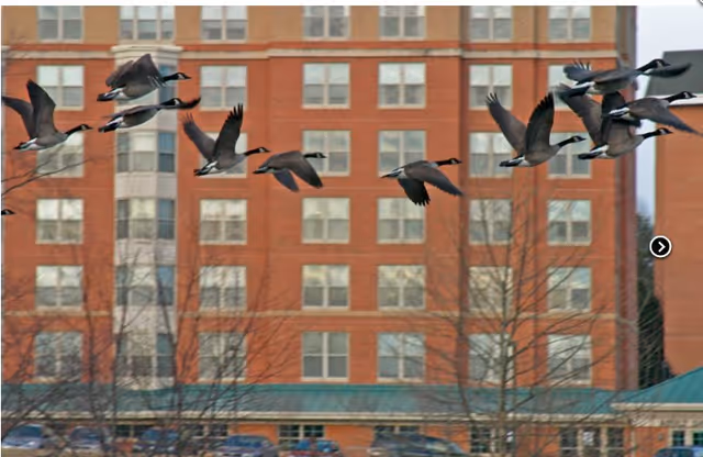 Brick exterior of a senior living building with many windows and birds flying in front.