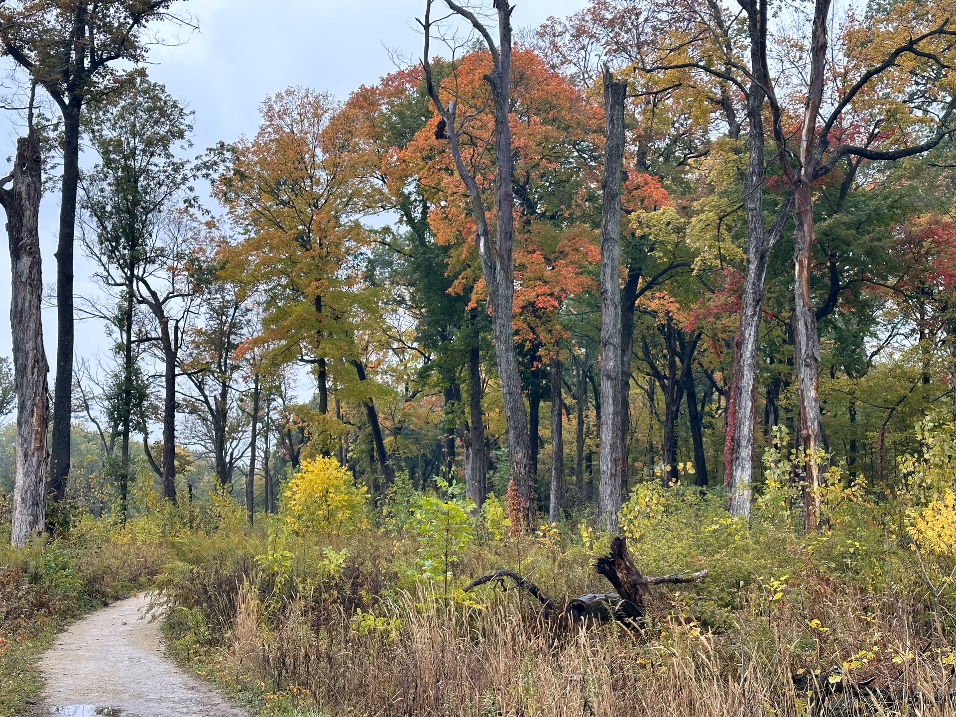 Winding dirt path through a forest of colorful autumn trees.