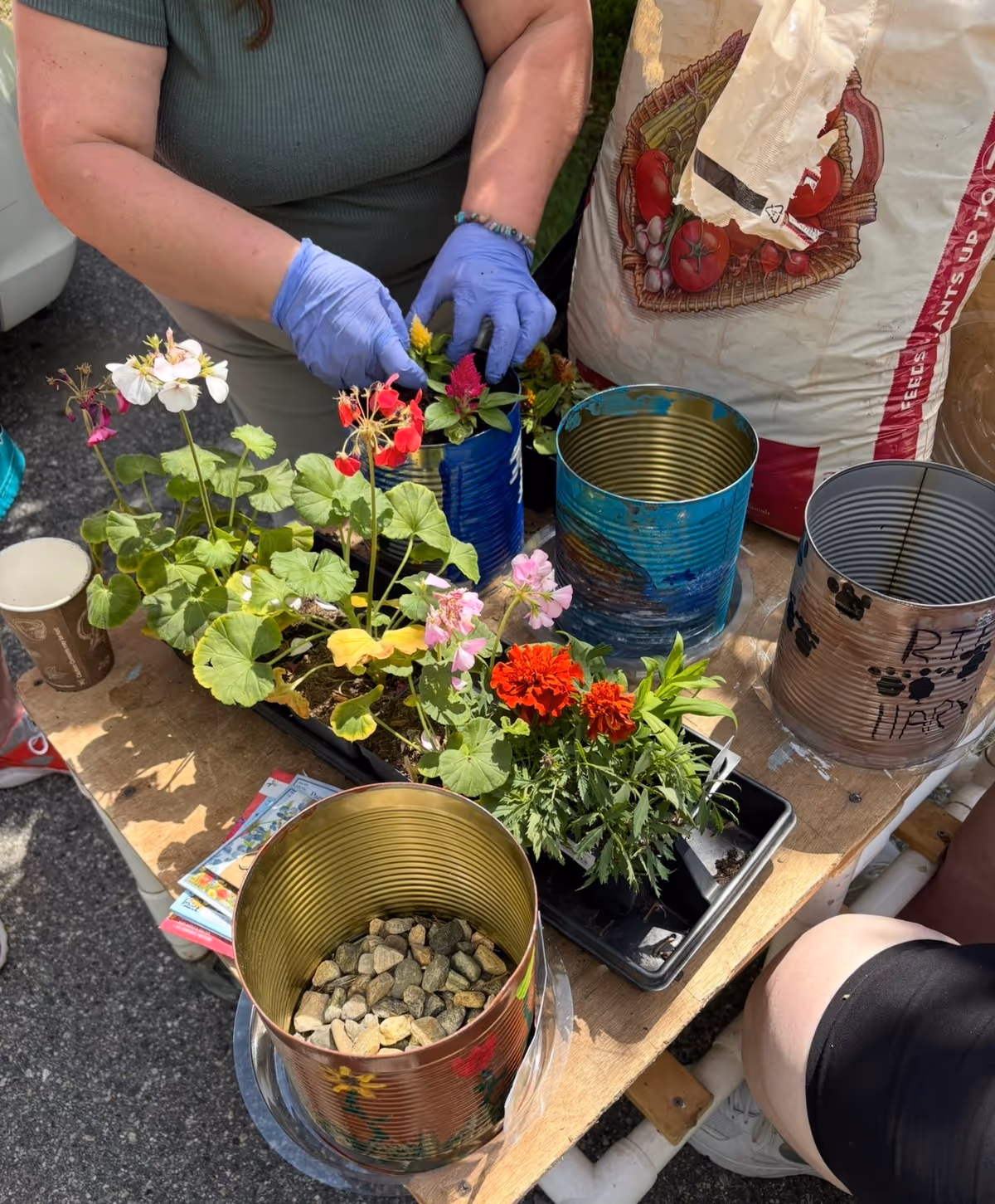 Gardening activity outdoors with gloved hands arranging colorful flowers in tin planters.