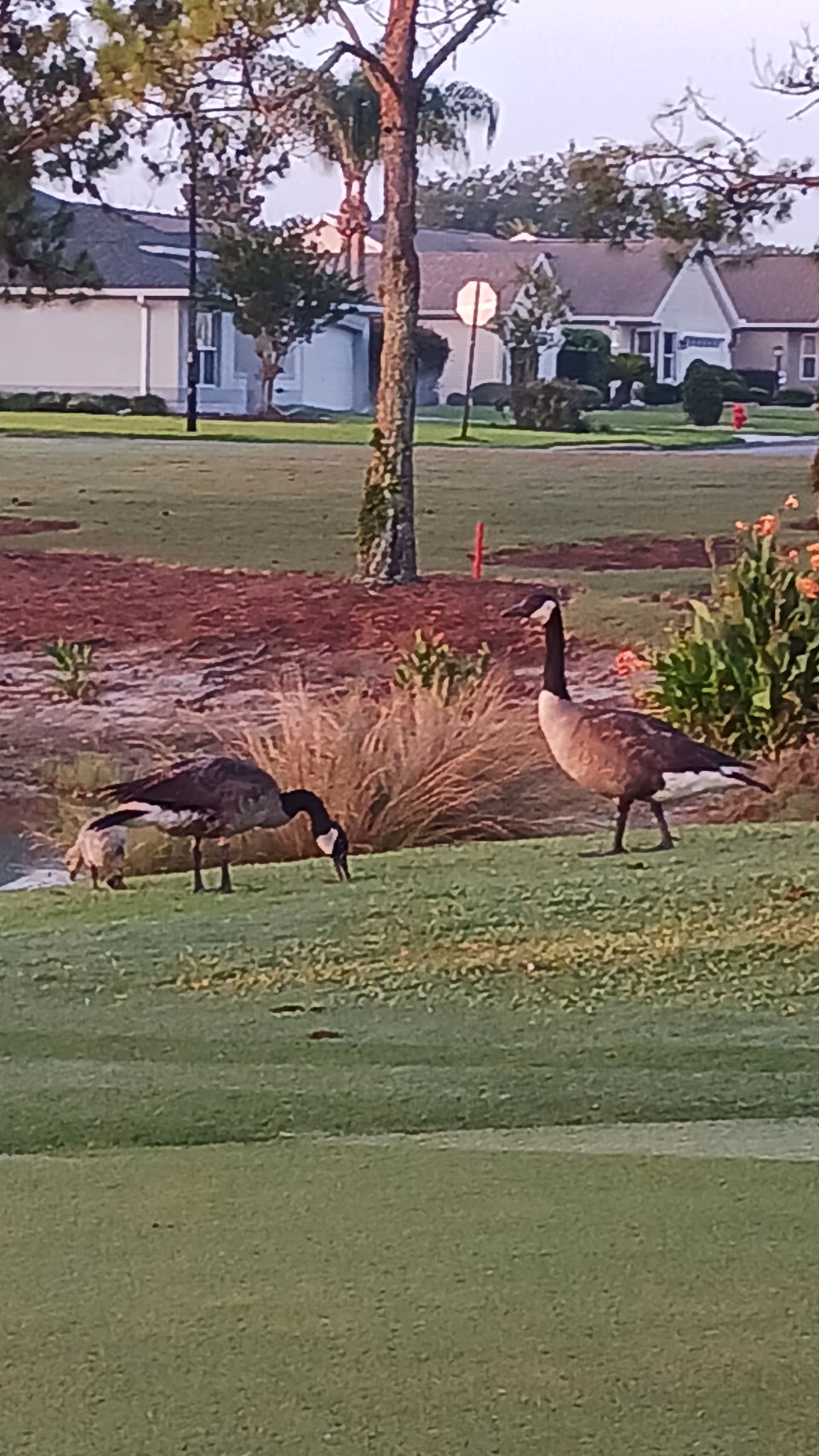 Two geese graze on a well-kept lawn with residential buildings in the background.