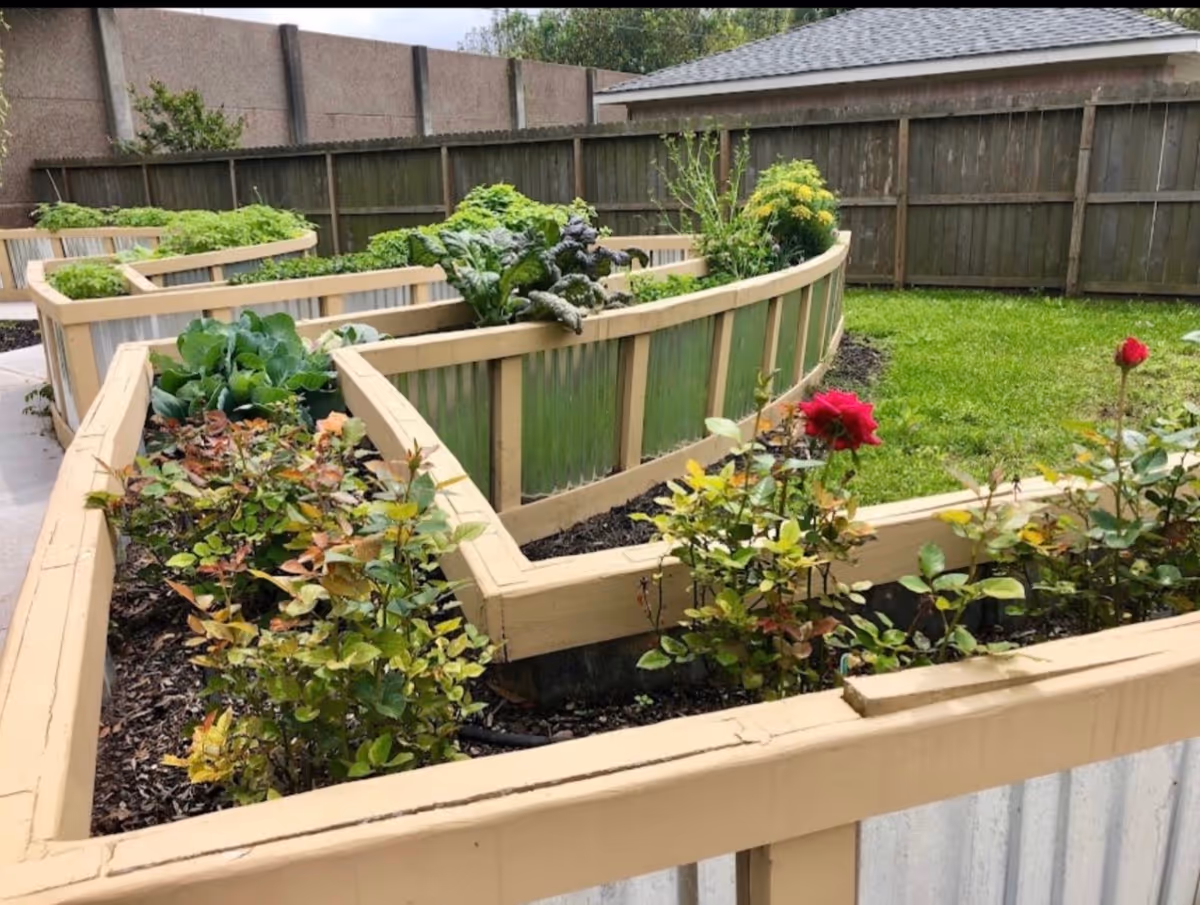 Curved raised garden beds with leafy plants in a fenced outdoor area.