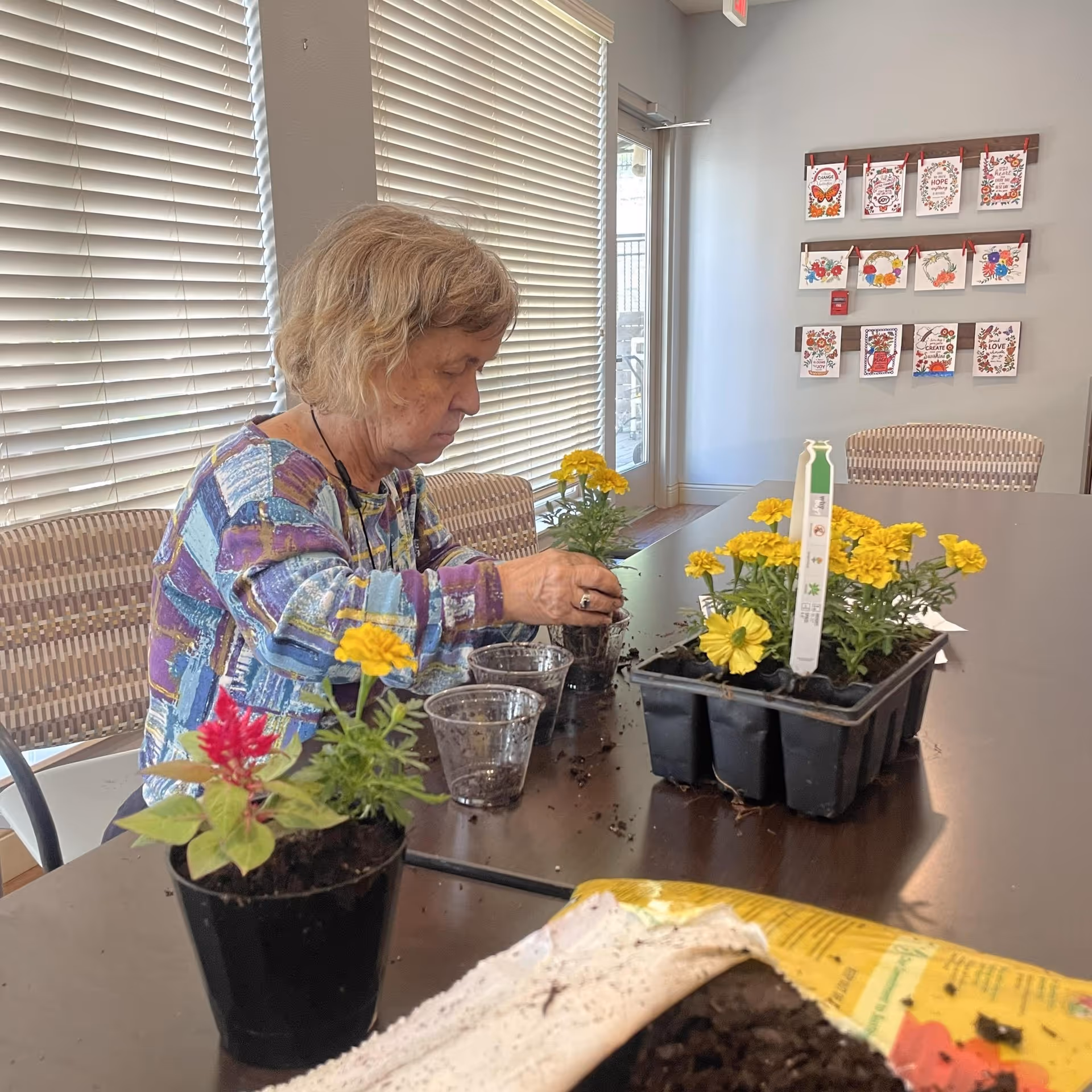 An elderly woman is sitting at a table indoors, potting yellow flowers into small clear plastic cups. There are several potted flowers and a tray of yellow flowers on the table, along with a bag of soil. The room has large windows with blinds and a wall decorated with colorful artwork.