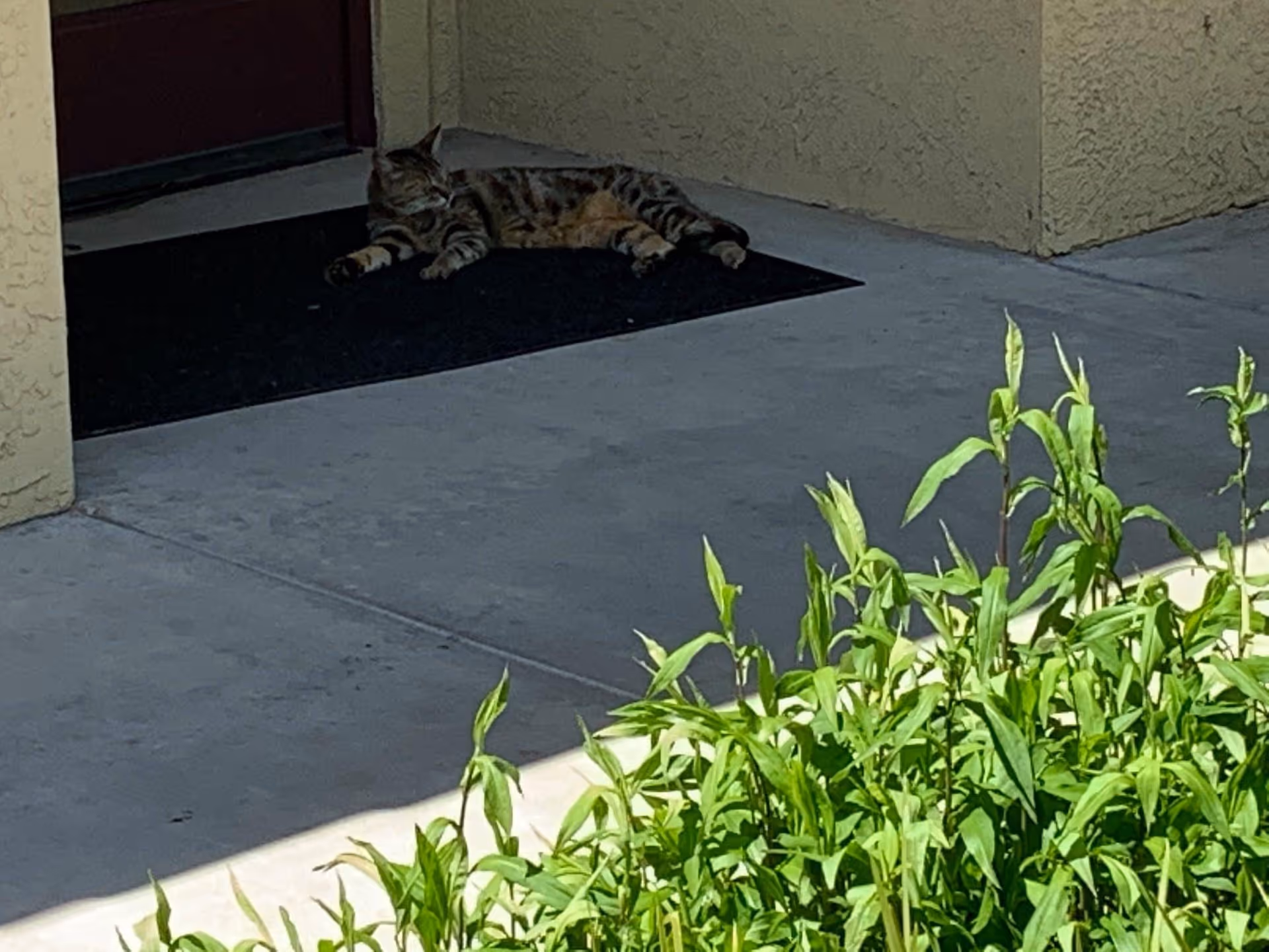 A tabby cat lying on a black doormat in front of a red door at the entrance of a building, with green plants in the foreground and beige textured walls surrounding the doorway.