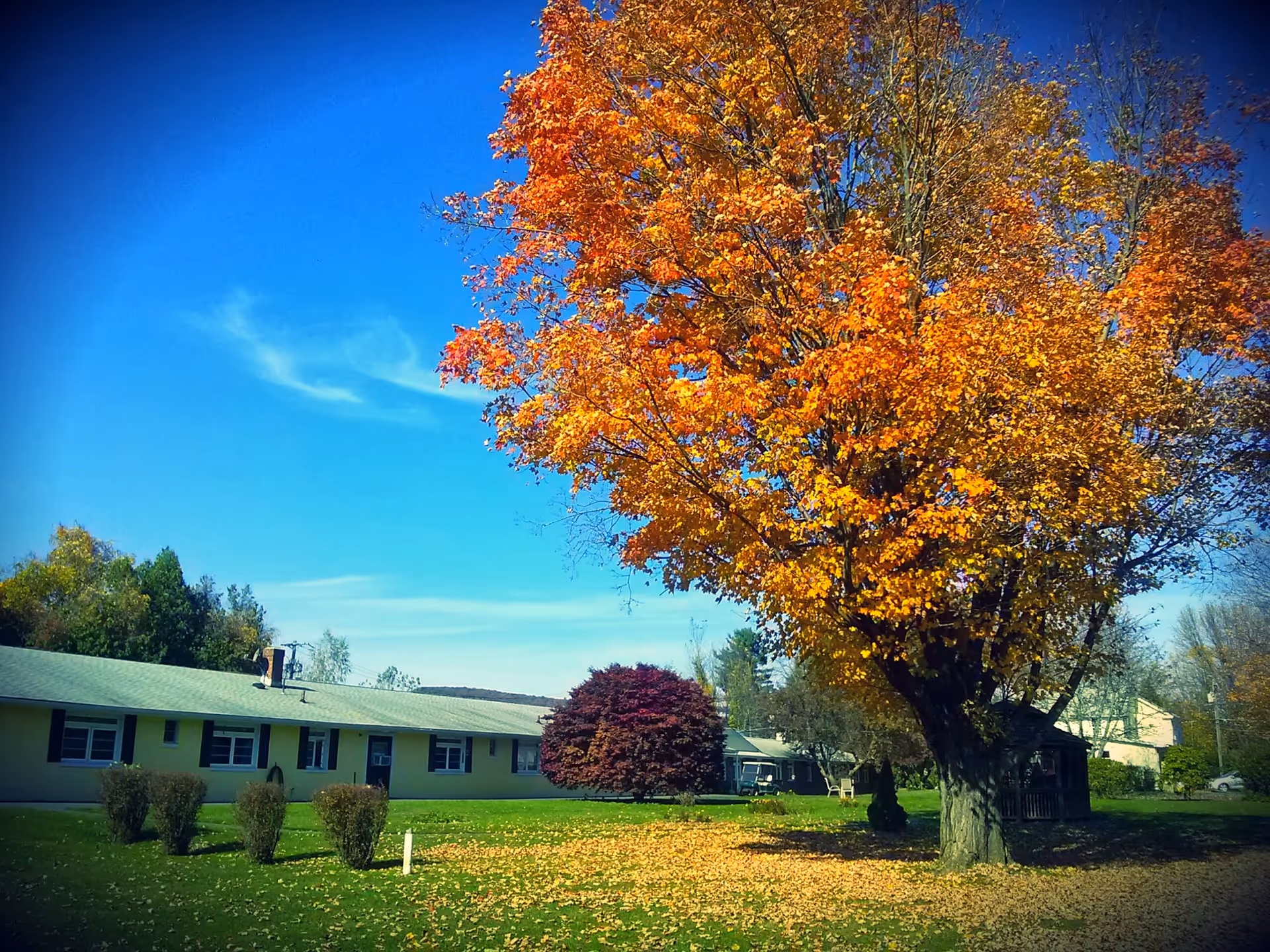 Single-story exterior building with a large autumn tree and green lawn.