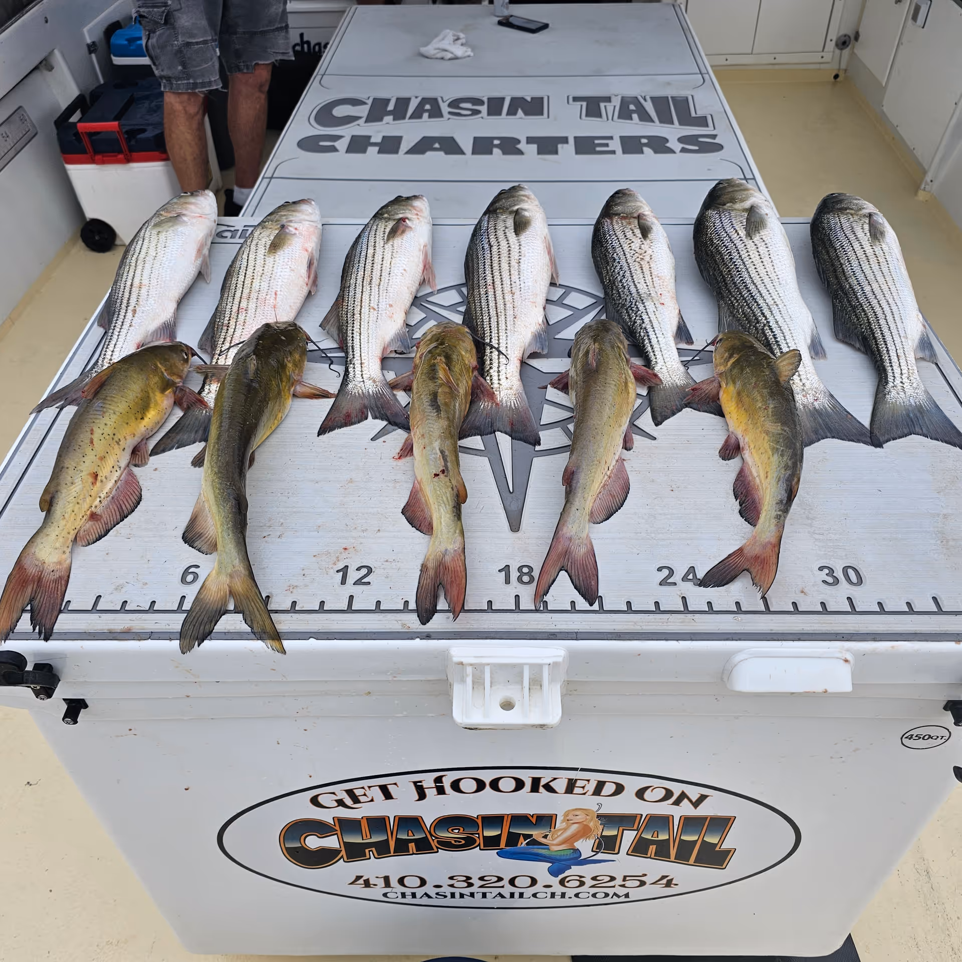 Rows of striped and spotted fish laid out on a fishing charter cooler.