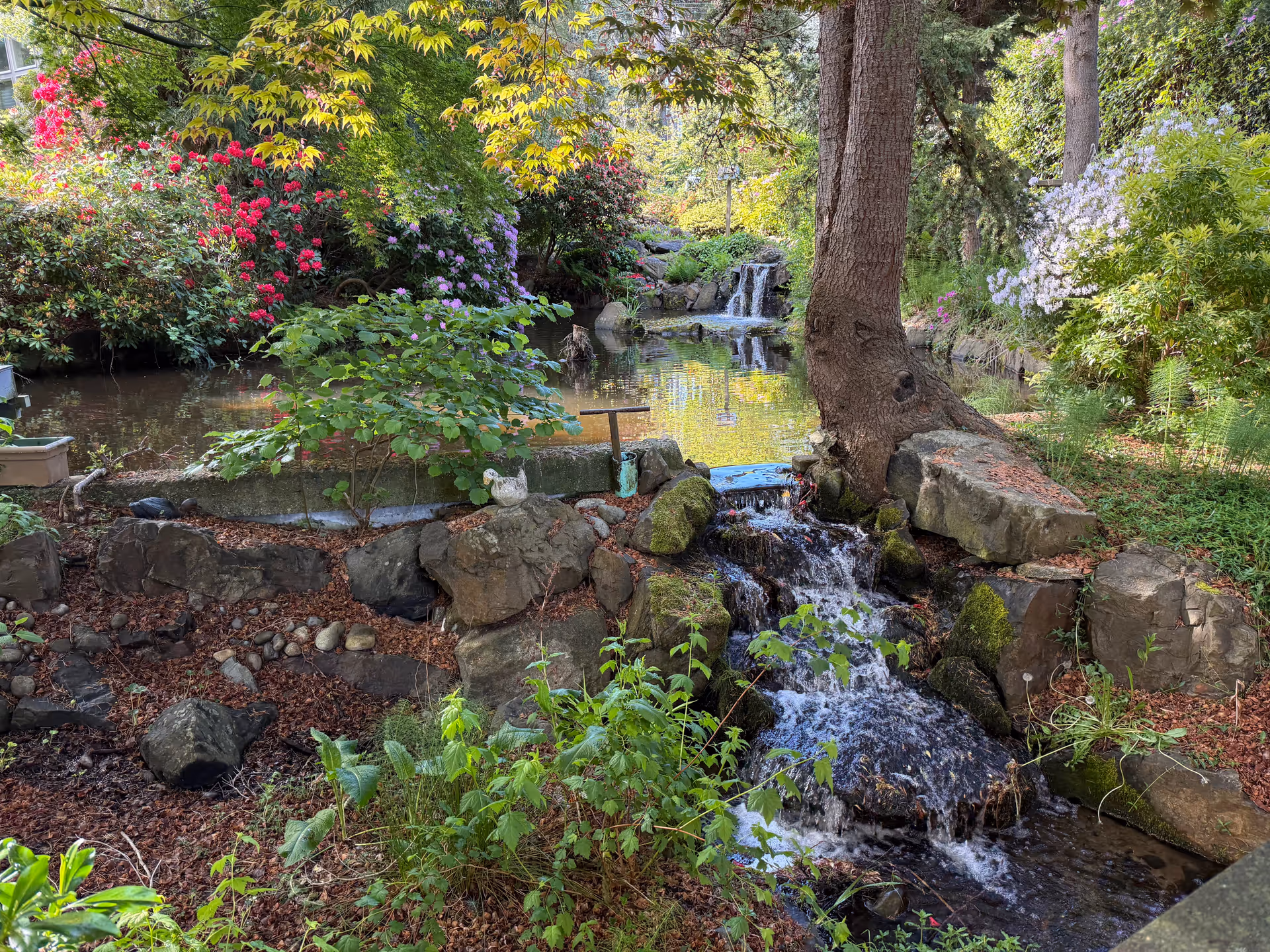 Tranquil garden with a cascading rock waterfall, pond, and flowering shrubs.