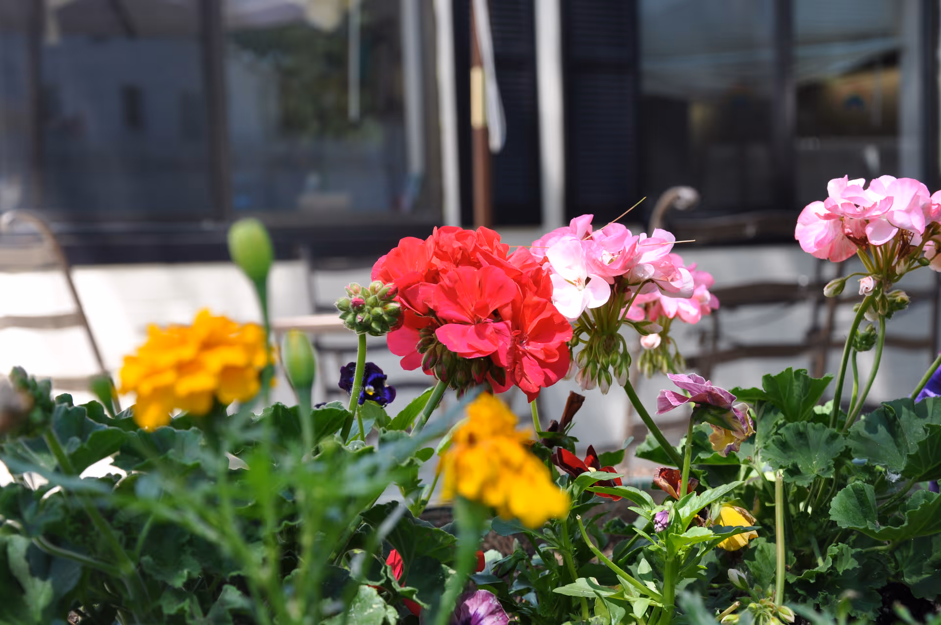 Close-up of colorful red, pink, and yellow flowers in a planter with a building and patio chairs blurred in the background.