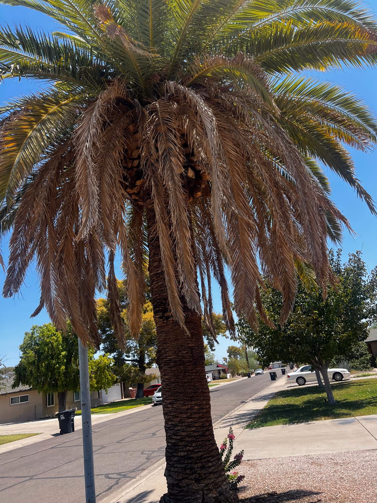 Tall palm tree dominates foreground with residential street and parked cars in background.