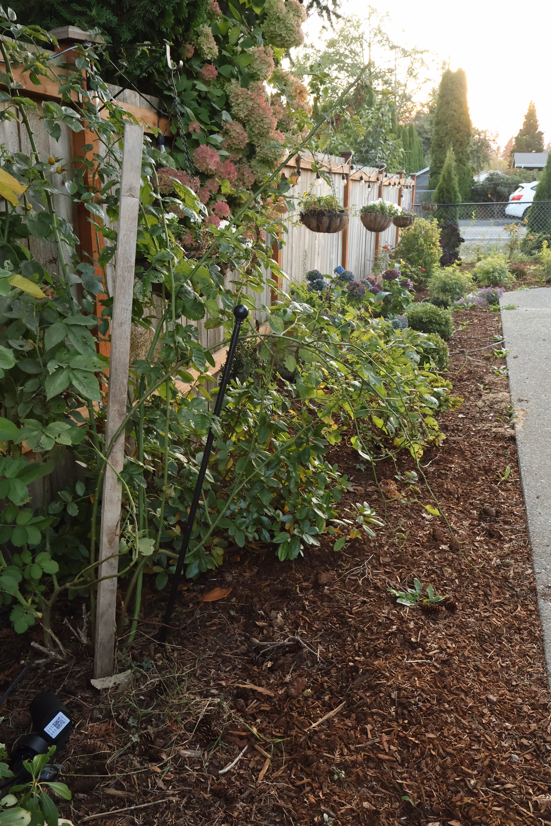 View of a garden along a wooden fence with hanging planters and mulch.