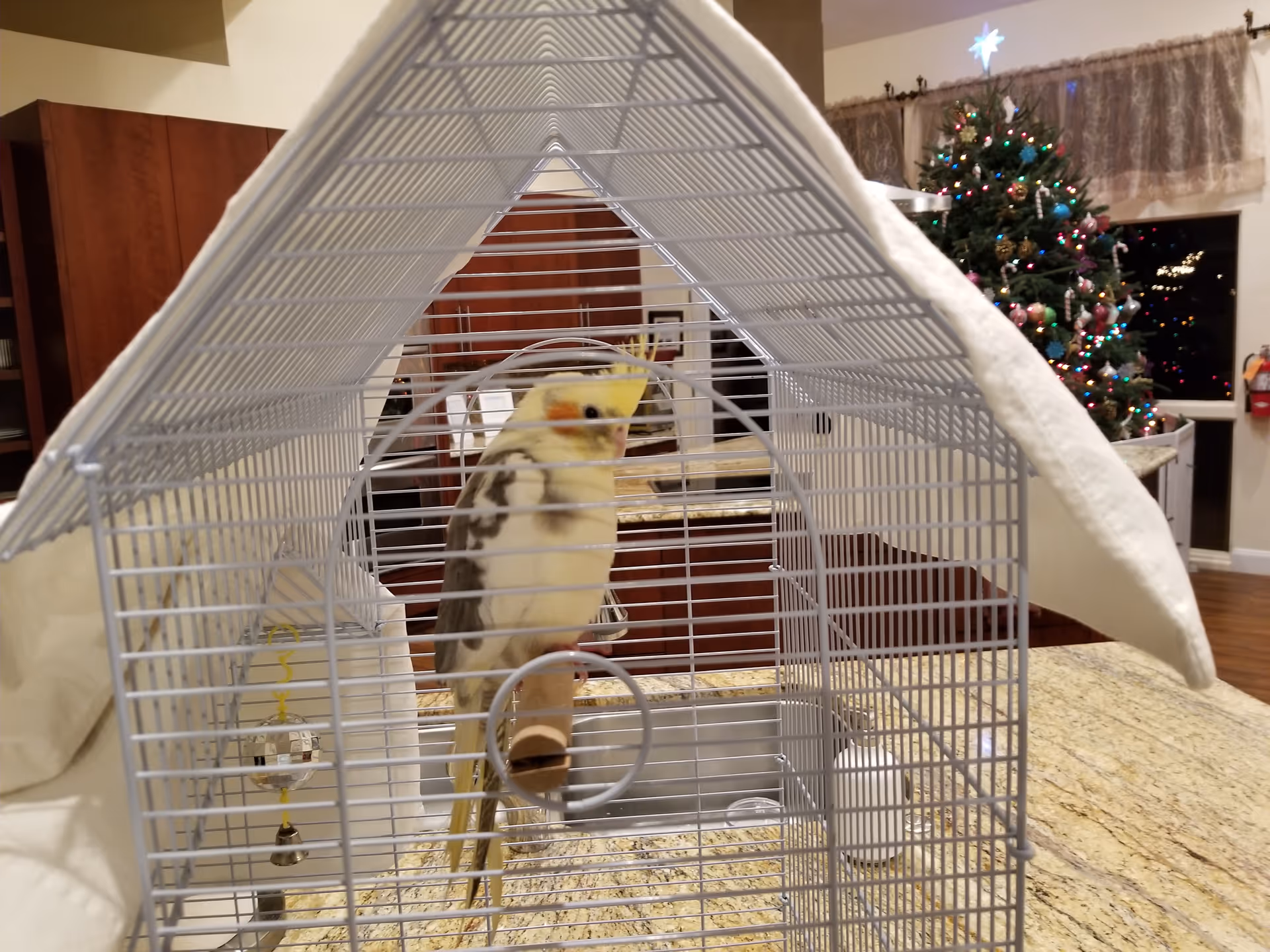 A yellow and white cockatiel bird inside a white wire cage placed on a kitchen countertop. In the background, there are wooden kitchen cabinets and a decorated Christmas tree with colorful lights and ornaments.