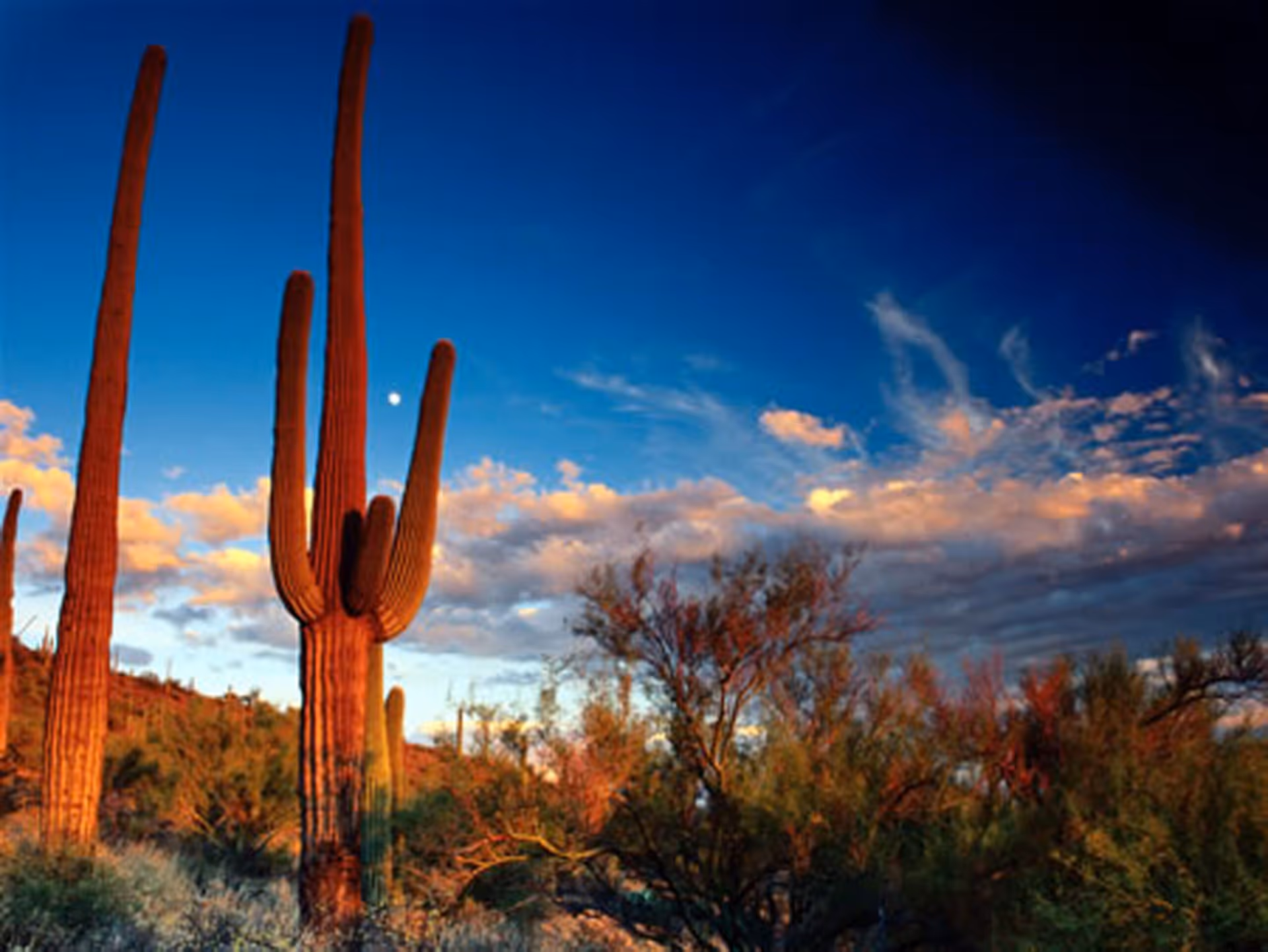 A desert landscape featuring tall saguaro cacti and other desert vegetation under a blue sky with scattered clouds during sunset or sunrise.