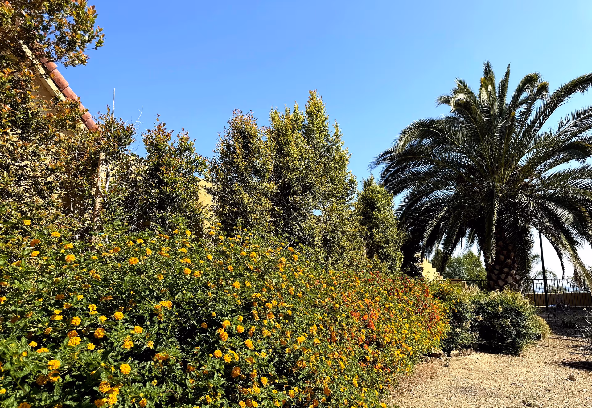 Sunny exterior garden with yellow flowers, bushes, and a tall palm tree beside Villa Living.