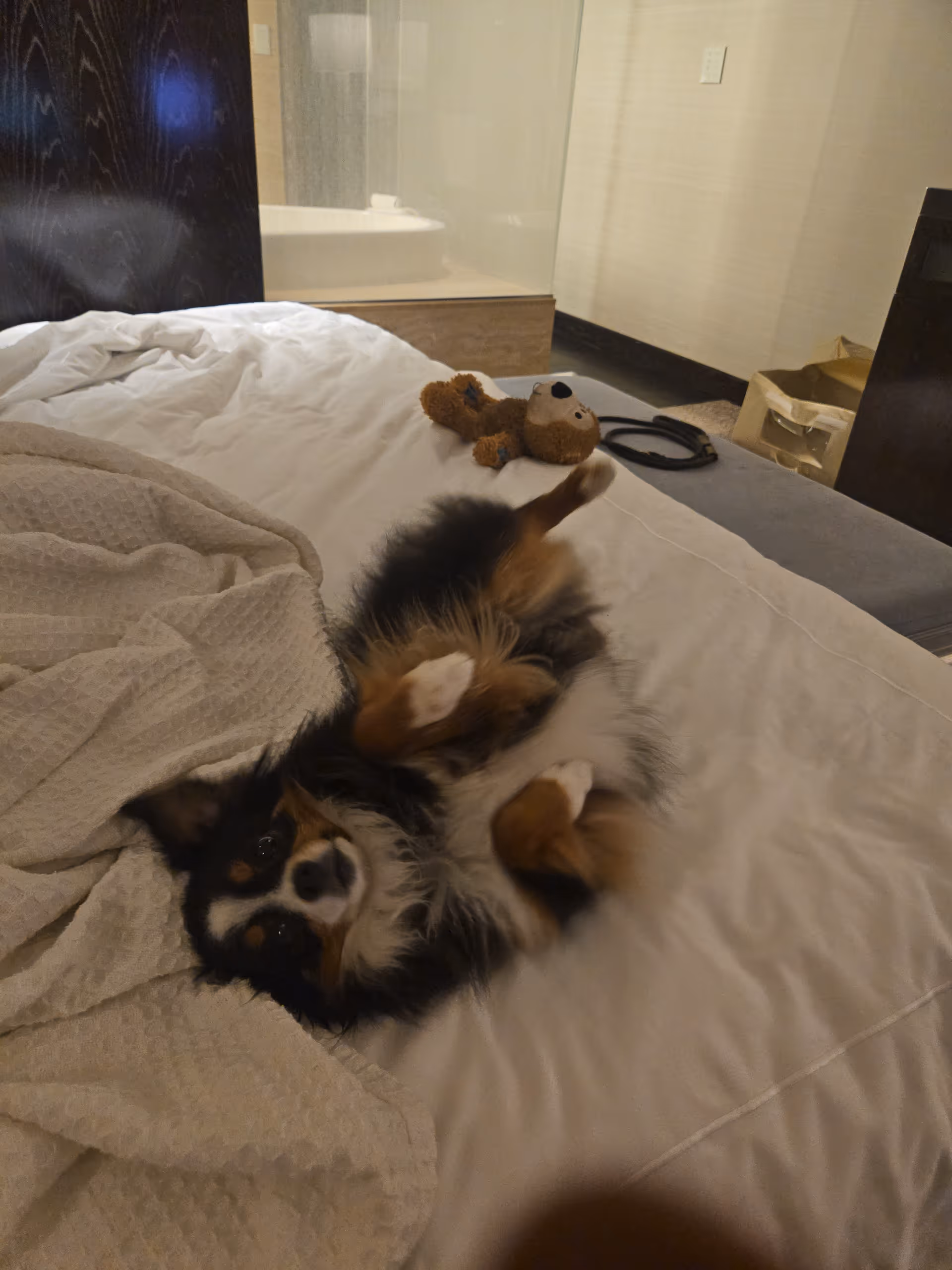 A fluffy dog lies on a bed in a cozy bedroom, with a teddy bear nearby.