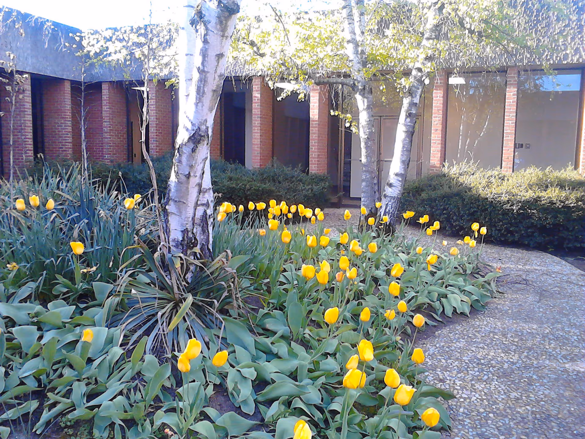 Brick building courtyard with yellow tulips, trees, and a pebble walkway.