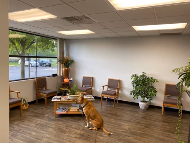 Balanced Physical Therapy lounge with chairs, plants, a coffee table, and a dog.