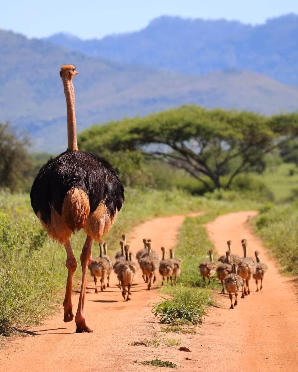 An ostrich leads a flock of chicks along a dirt road in a savanna.