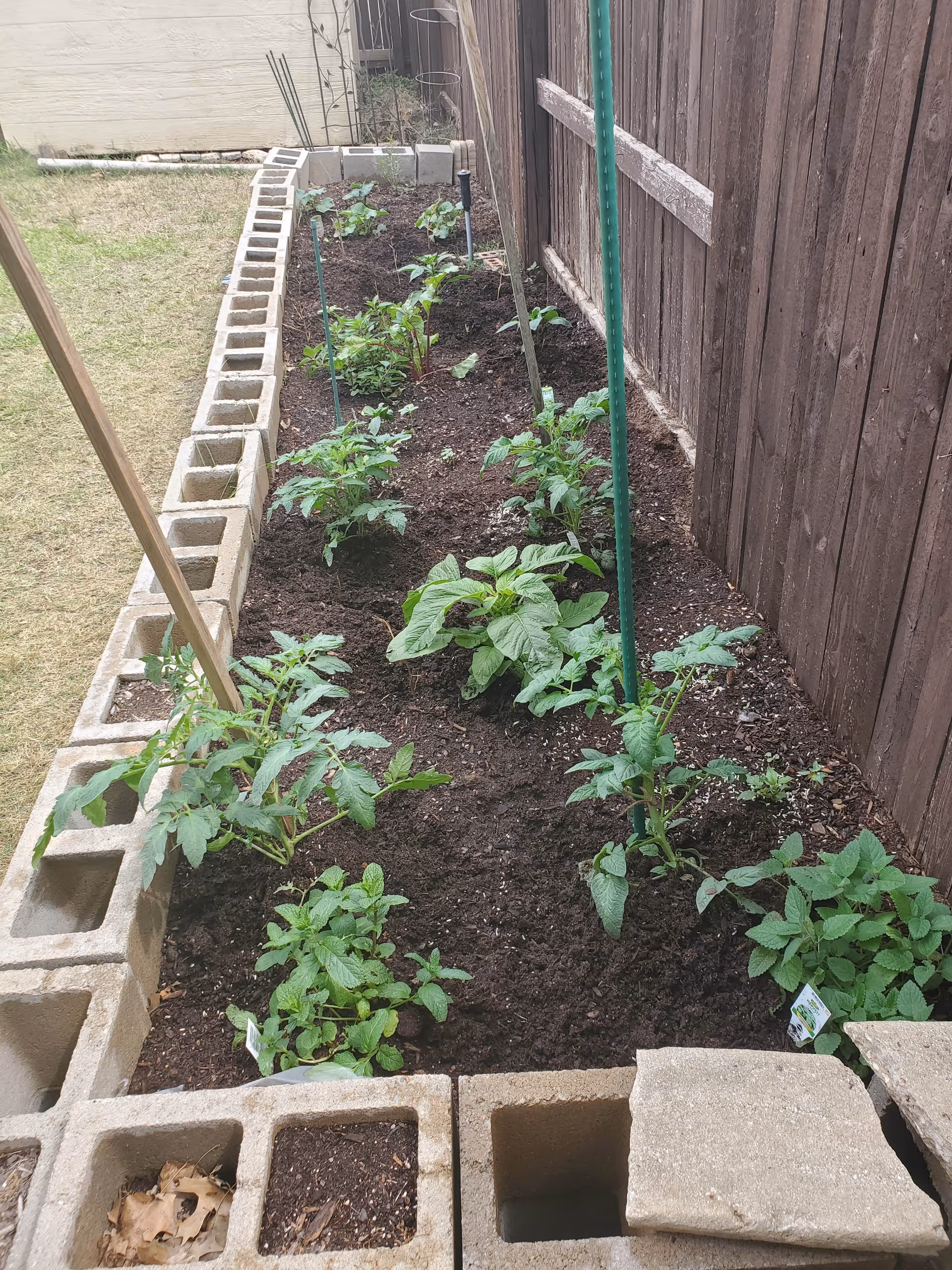 Raised garden bed along a wooden fence with young plants and cinder block border.